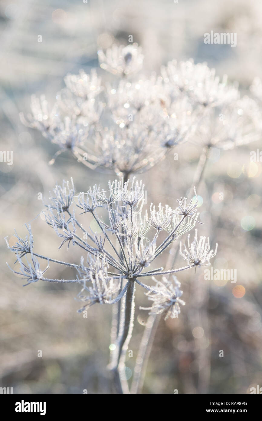 Frost covered wild flower seed heads - uk Stock Photo
