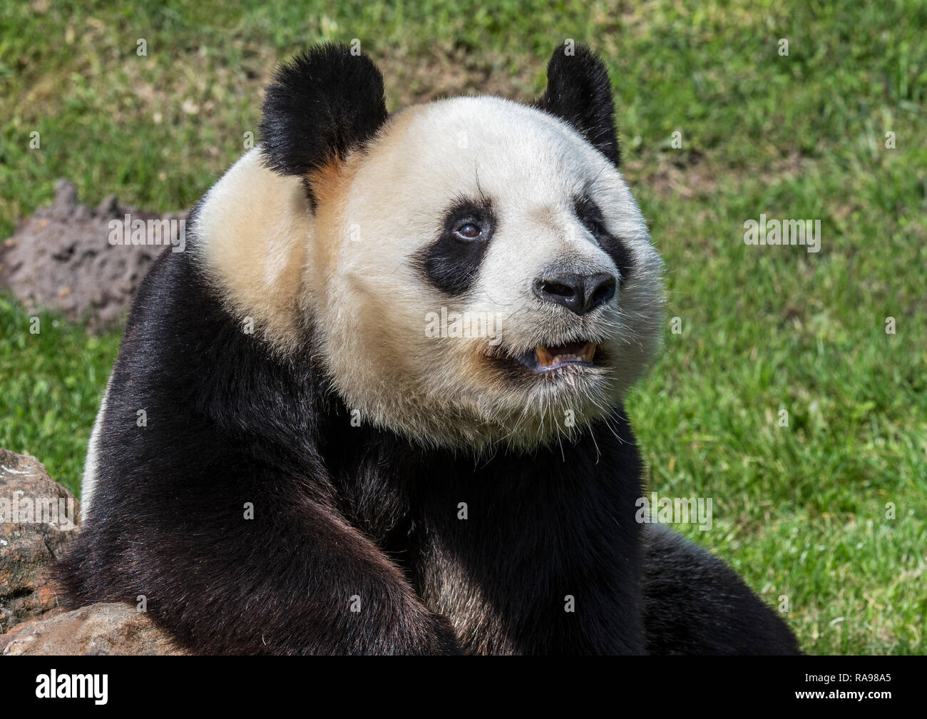 Giant panda (Ailuropoda melanoleuca) close up portrait in zoo / animal park / zoological garden Stock Photo