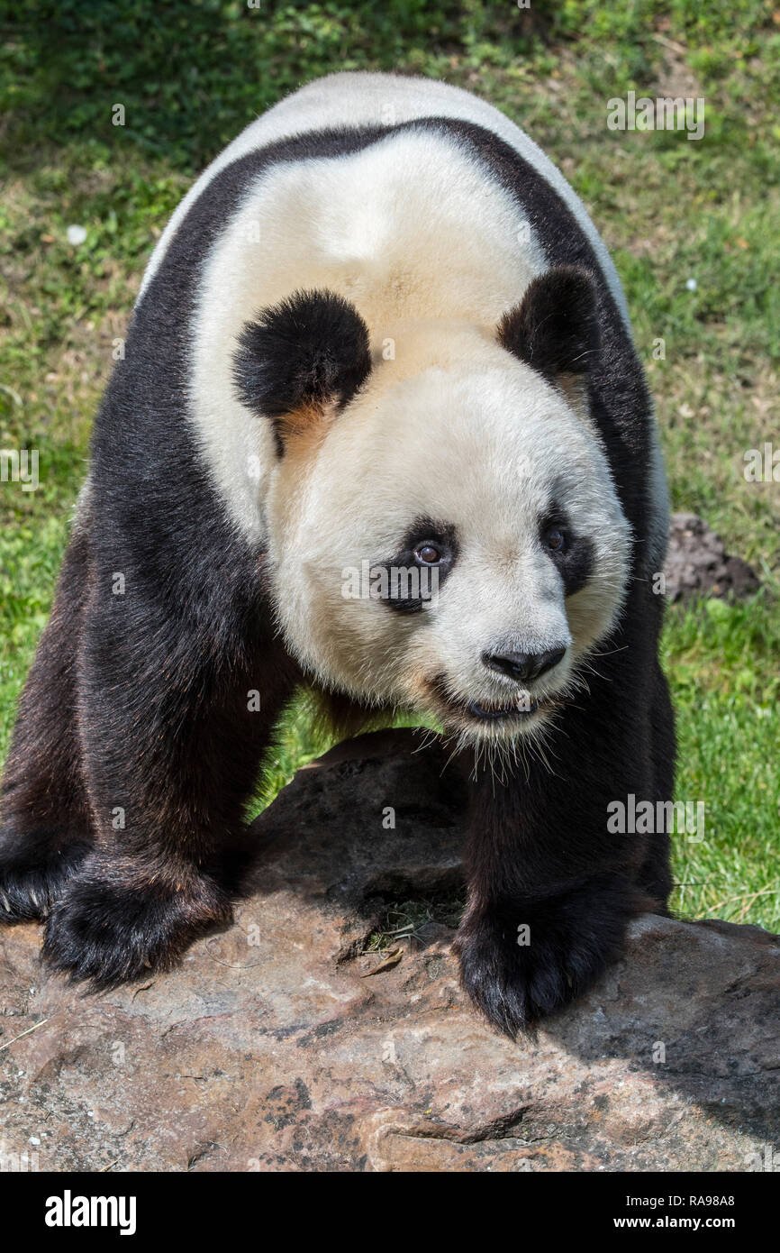 Giant panda (Ailuropoda melanoleuca) posing on rock in zoo / animal park / zoological garden Stock Photo