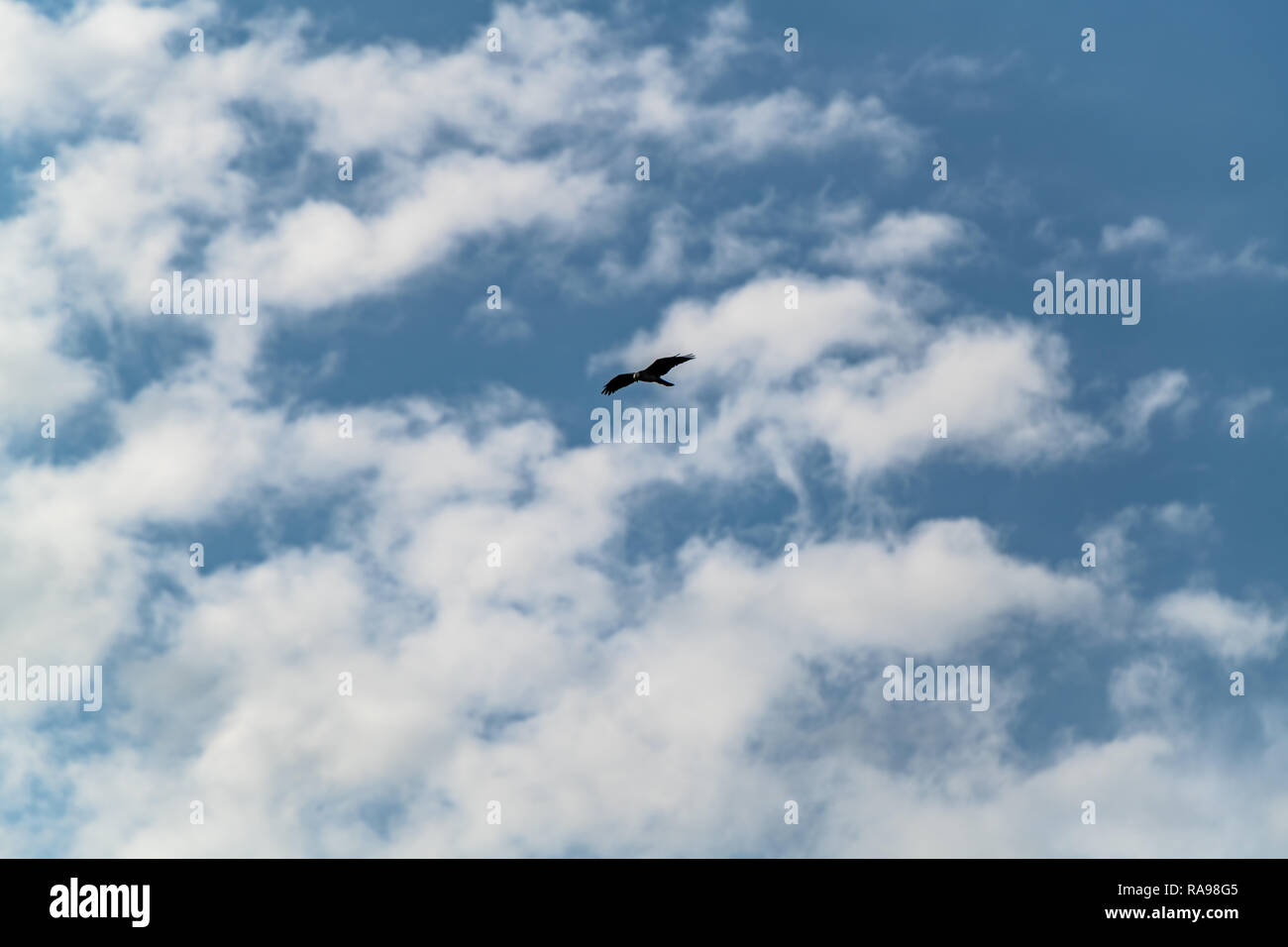 Osprey Flies Through The A Blue Cloudy Sky Hunting For Prey Stock Photo 