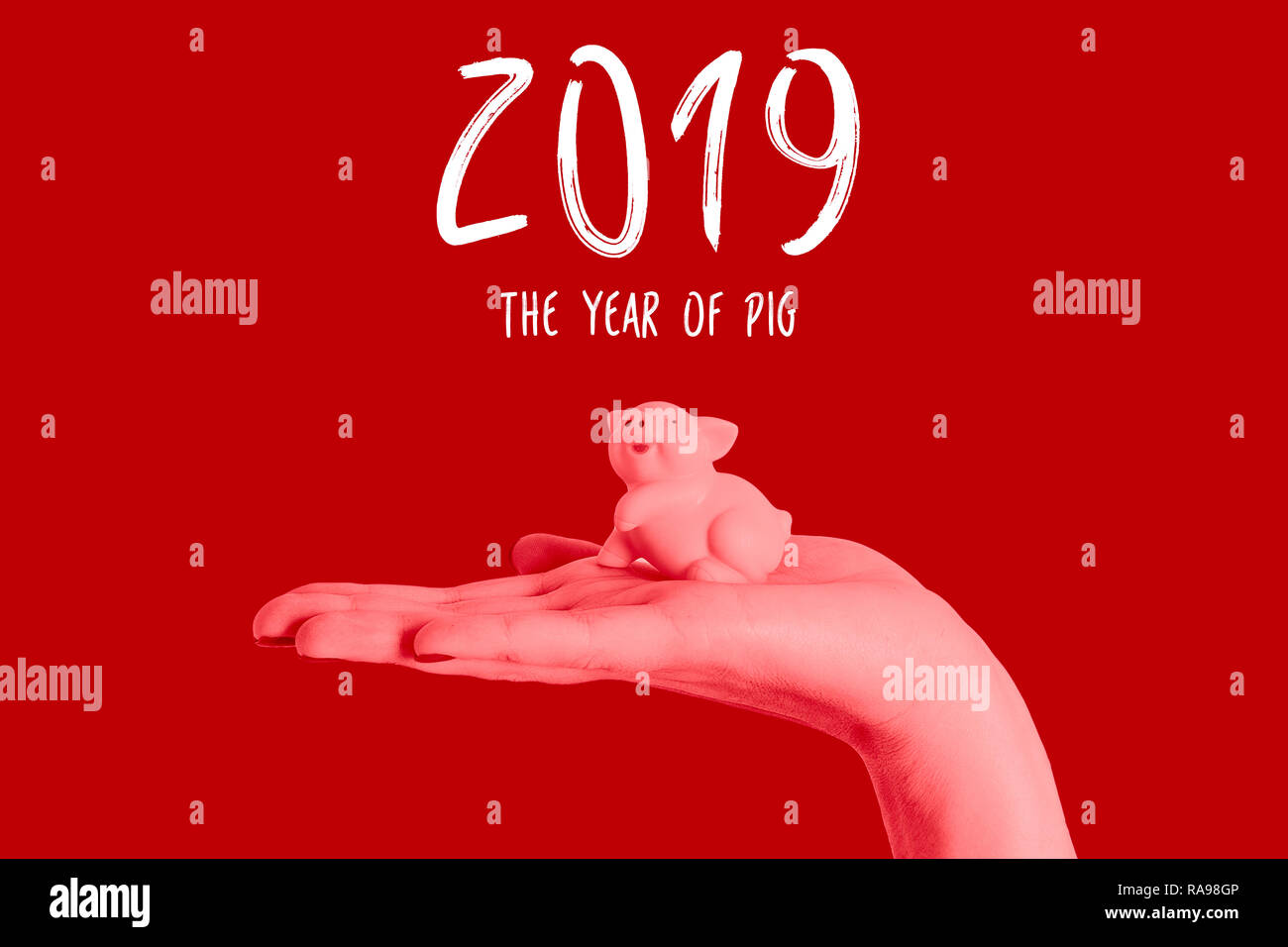 Chinese new year pig 2019 isolated hand hold blue background saving