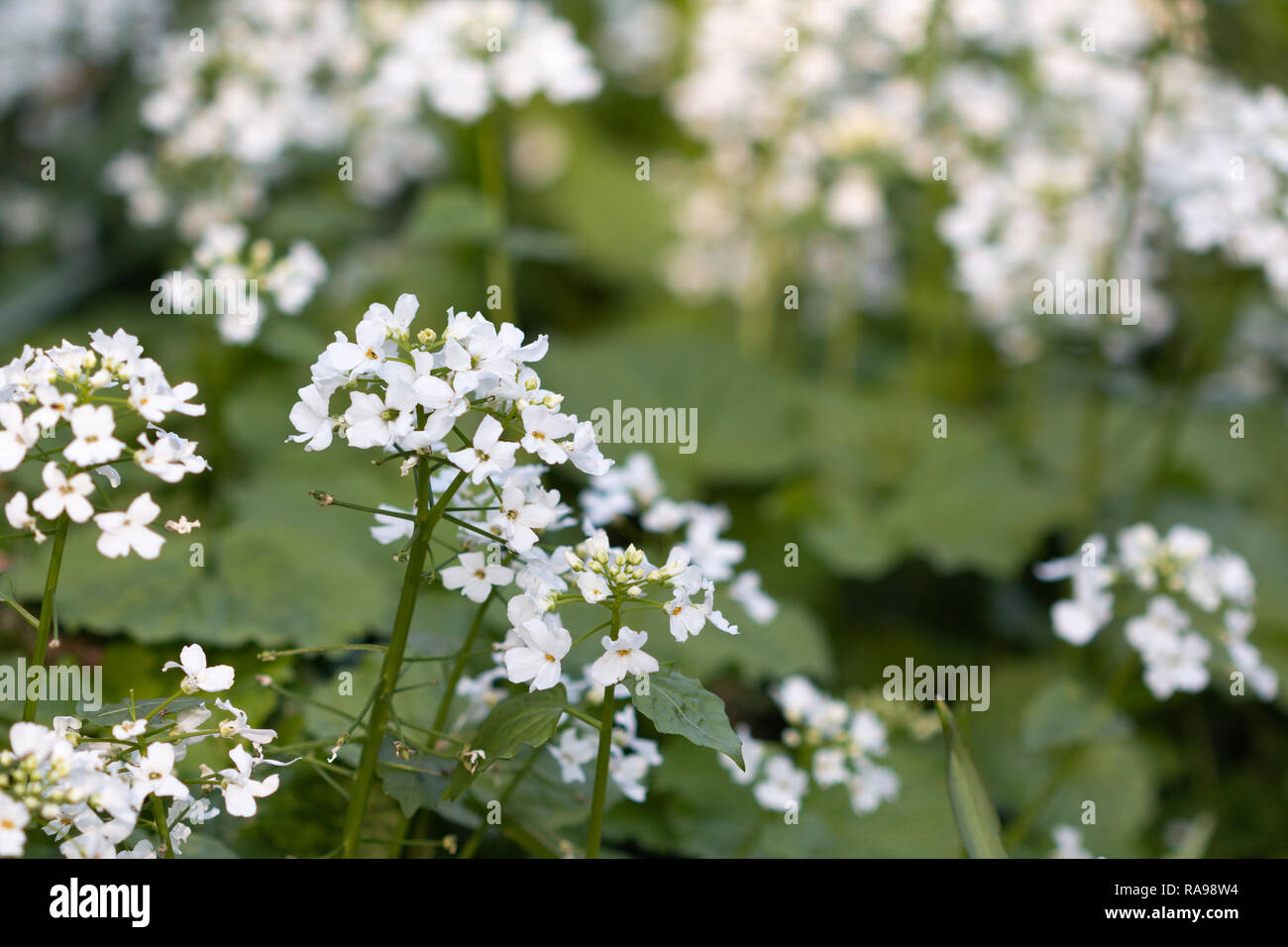 Bunch small white flowers growing hires stock photography and images