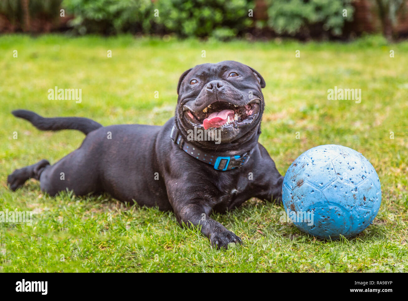 Black Staffordshire Bull Terrier dog lying on grass outside, panting and smiling after playing with his rubber ball that now has puncher marks. He loo Stock Photo
