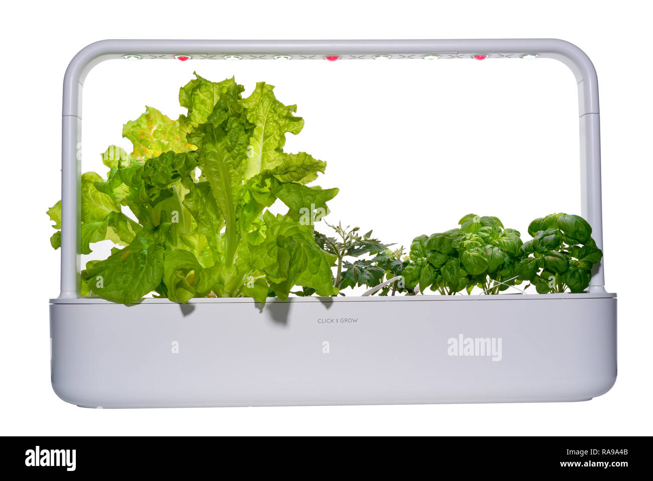 Growing basil plants under light indoor hires stock photography and