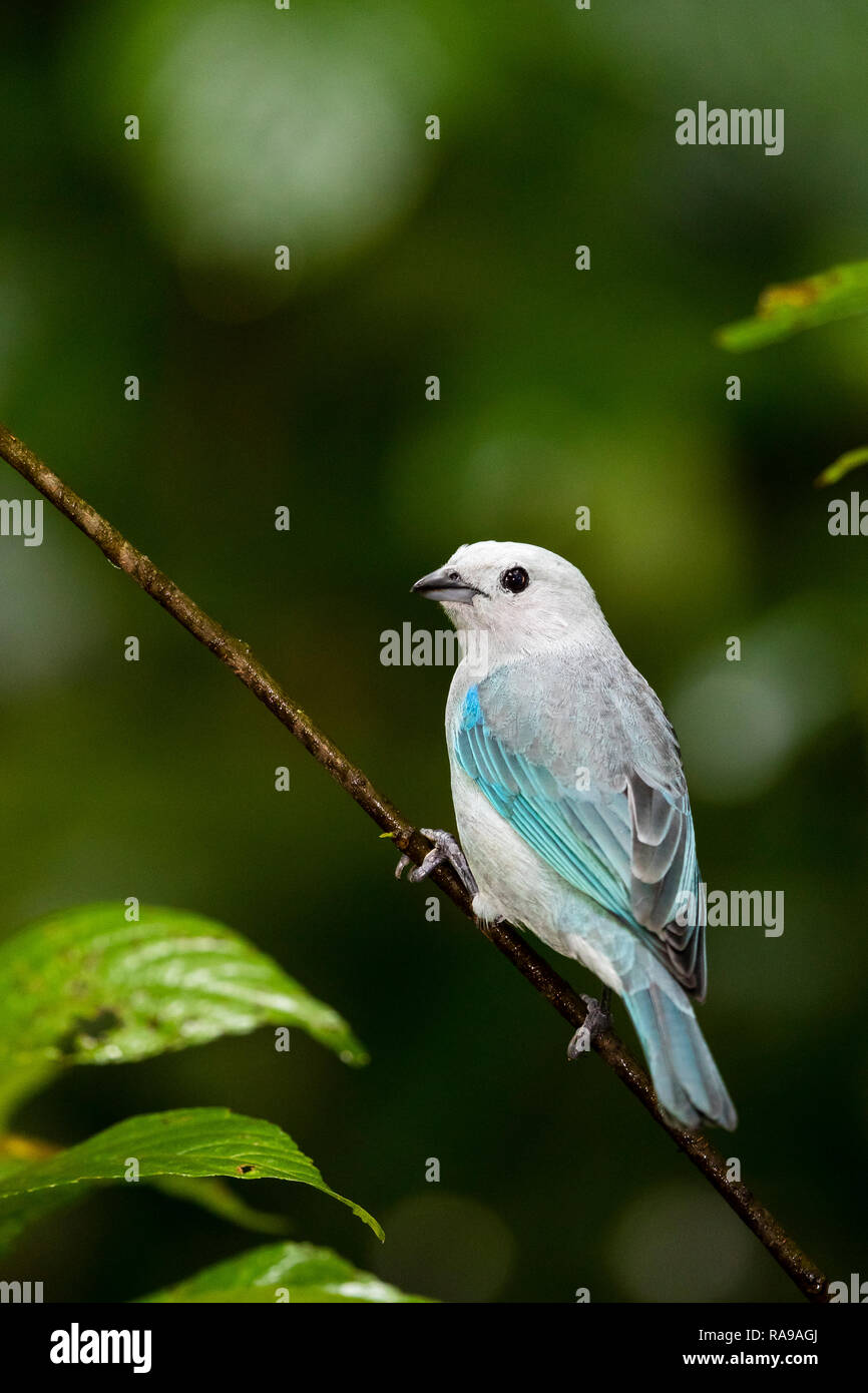 Blue-Grey Tanager in Costa Rican rainforest Stock Photo