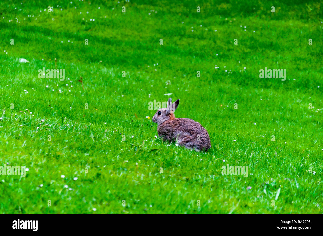 Rabit funny hi-res stock photography and images - Alamy