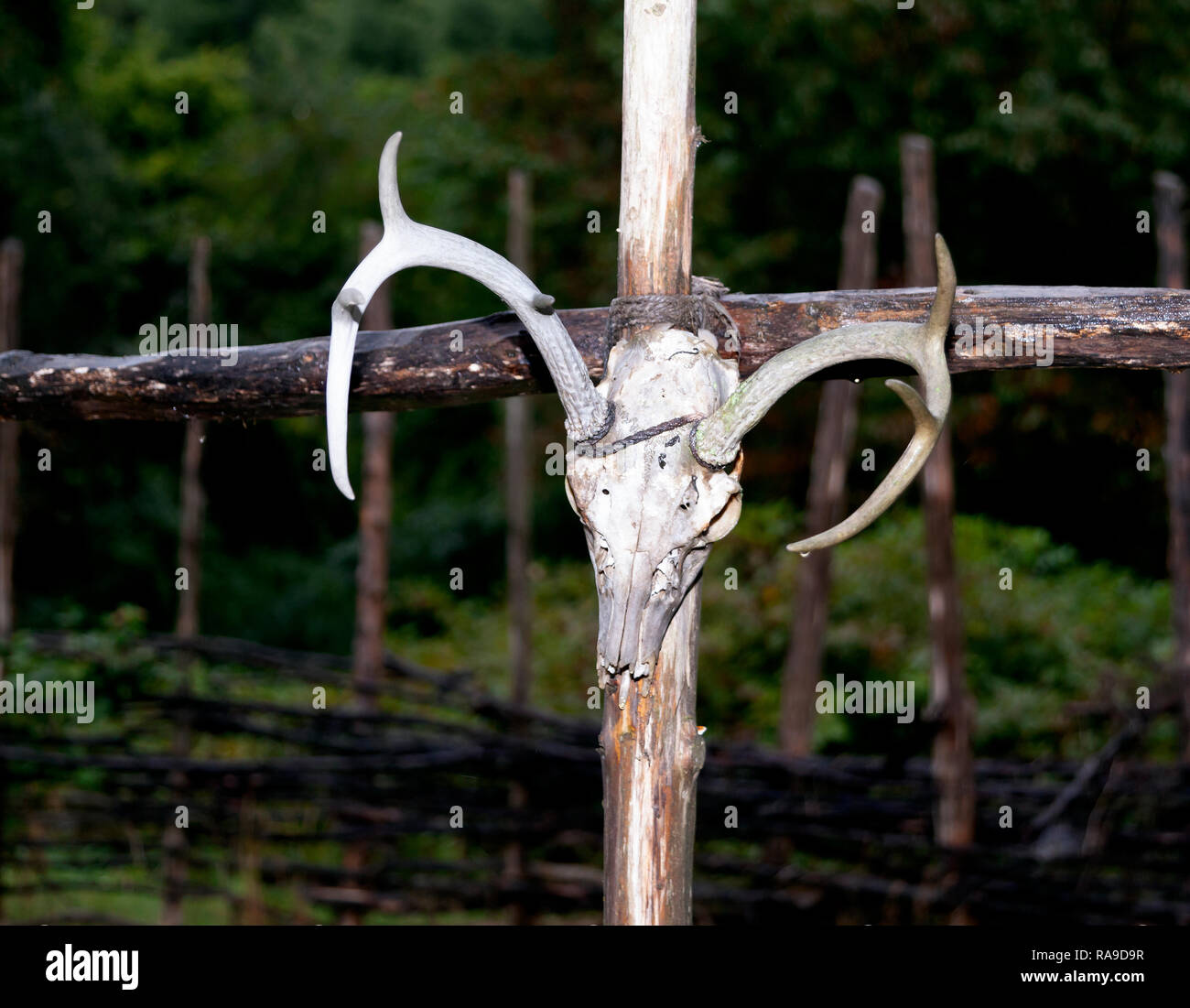 A Whitetail deer skull tied to a fence post in Virginia. Stock Photo