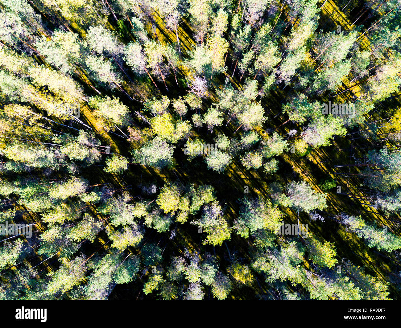 Aerial view of a green forest. Beautiful landscape. Clouds over the ...