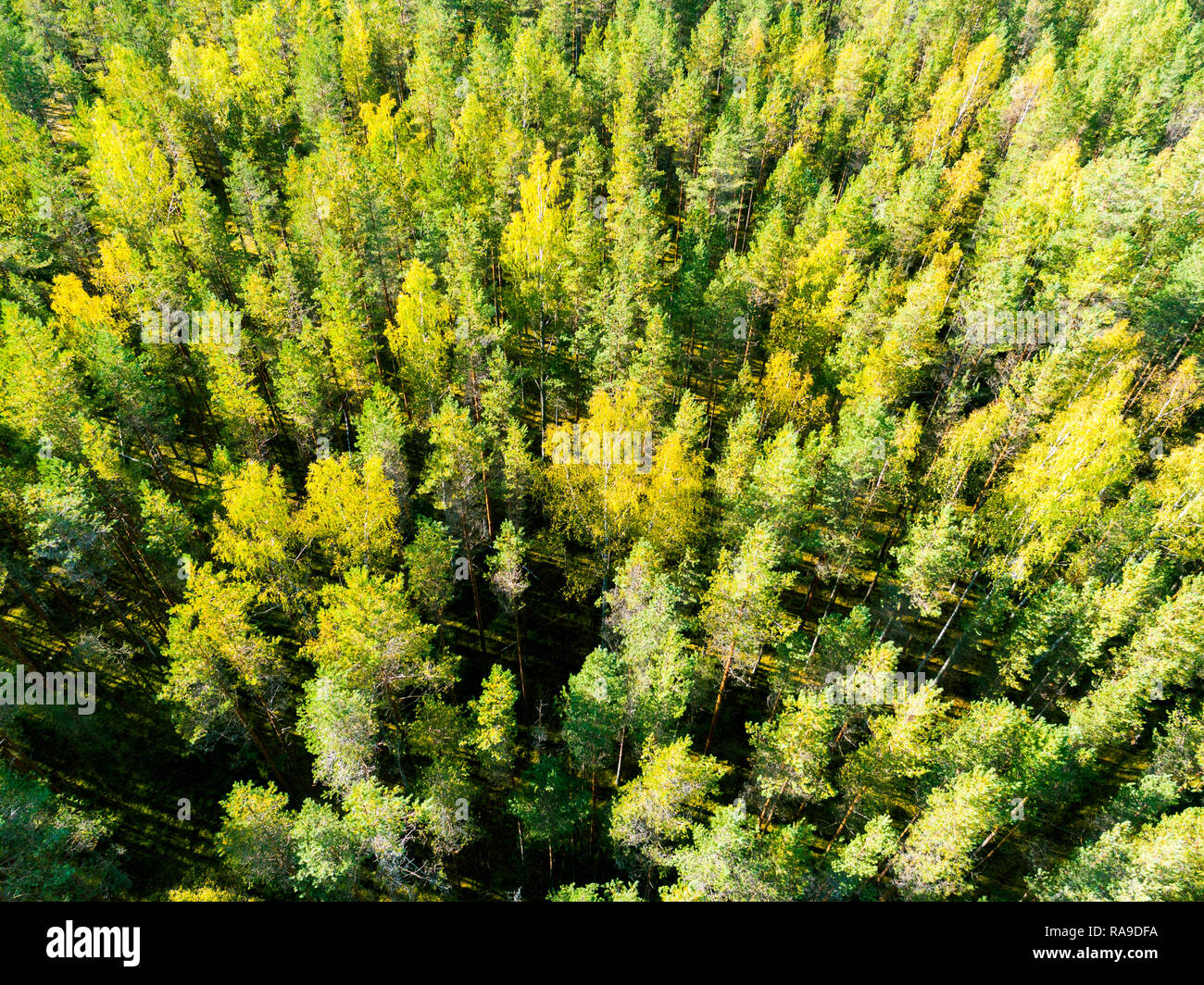 Aerial view of a green forest. Beautiful landscape. Clouds over the ...