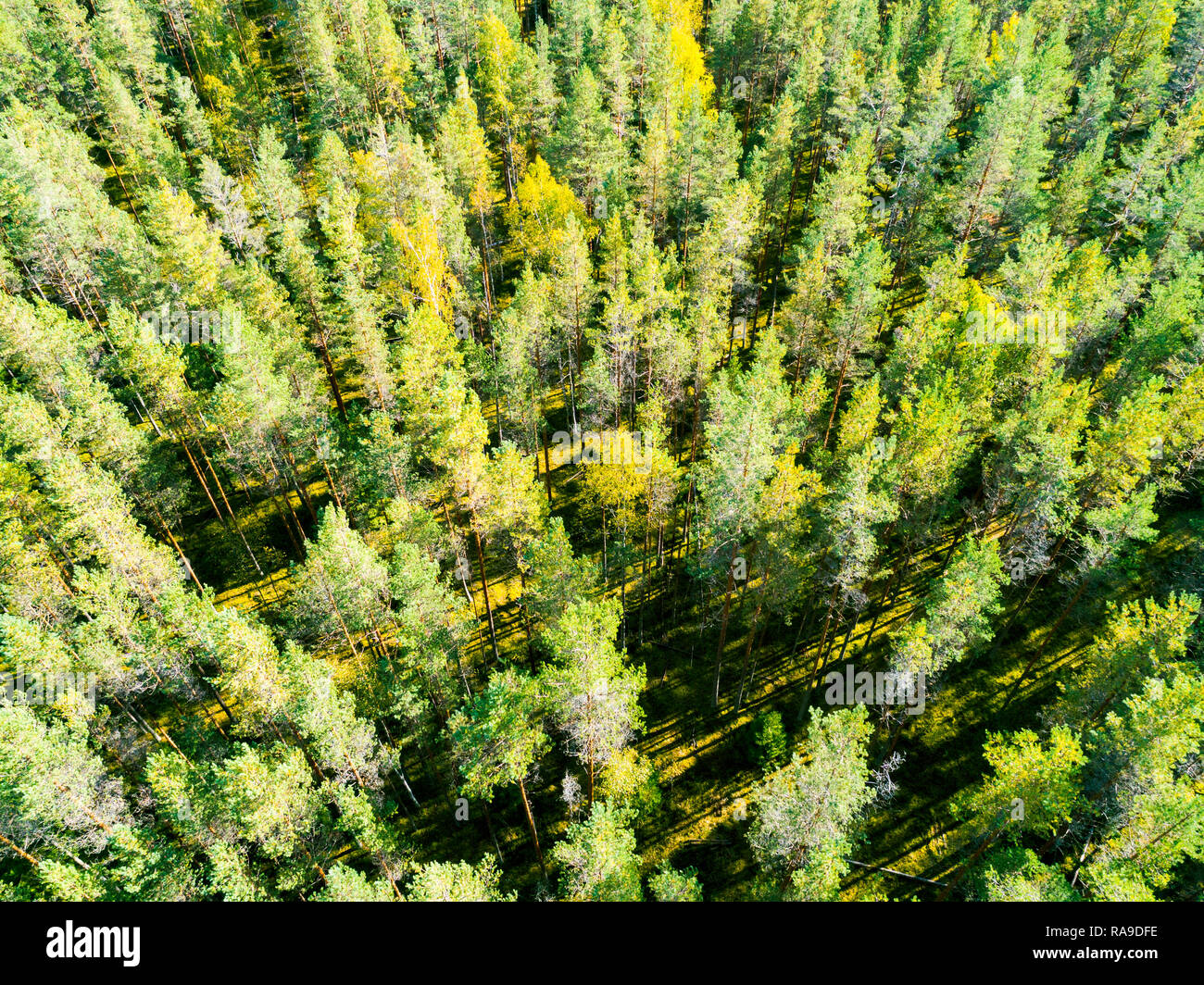 Aerial view of a green forest. Beautiful landscape. Clouds over the ...