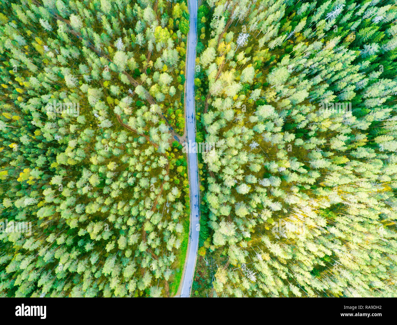 Aerial view of a country road in the forest with moving cars. Beautiful ...