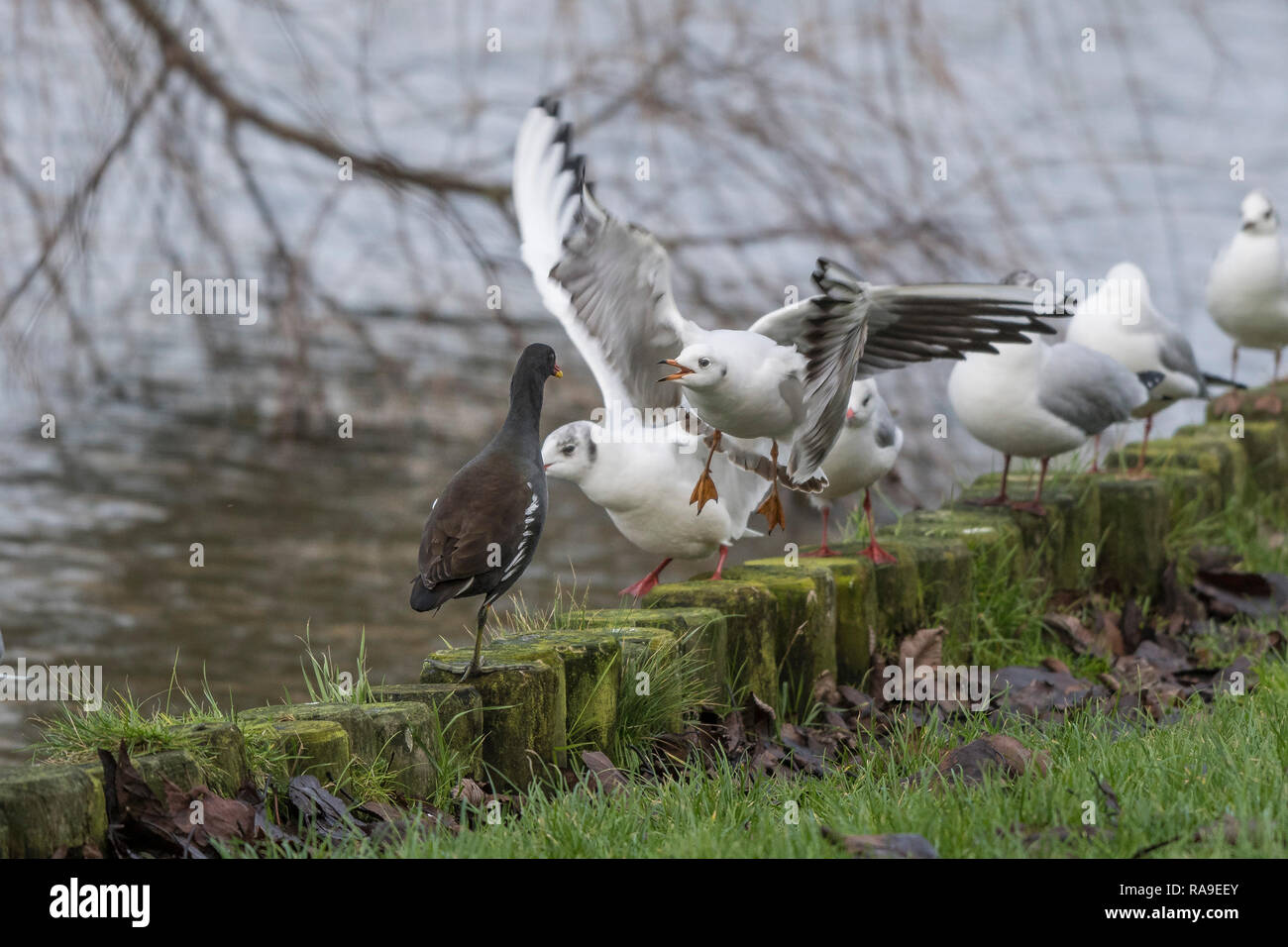 An aggressive Black headed Gull Chroicocephalus ridibundus in its winter plumage confronting a Moorhen Gallinula chloropus at the side of a lake. Stock Photo
