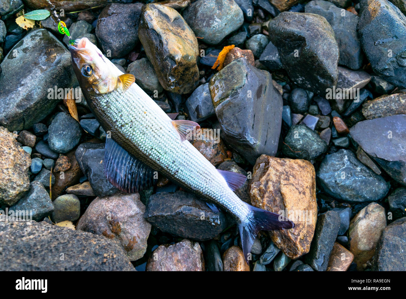 Grayling caught fly fishing tackle. Angler releasing an arctic grayling. Grayling fish caught on