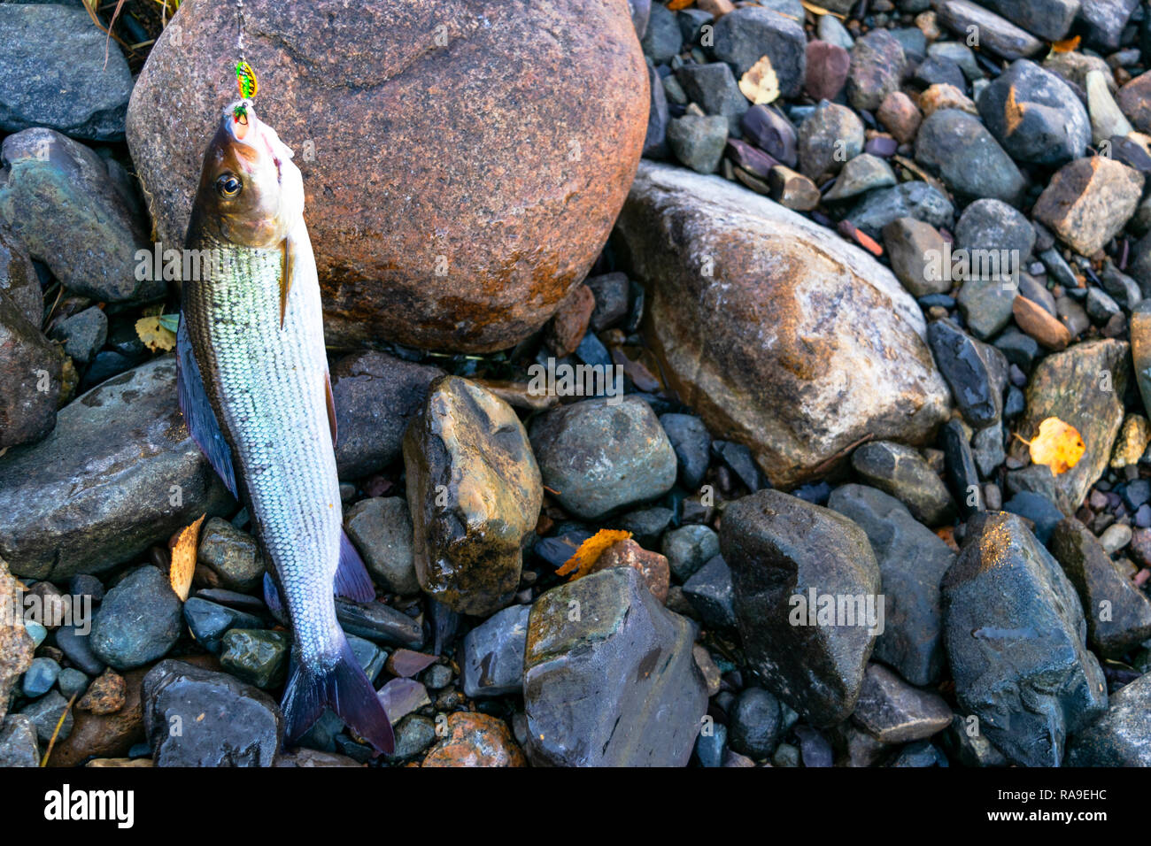 Grayling caught fly fishing tackle. Angler releasing an arctic grayling. Grayling fish caught on