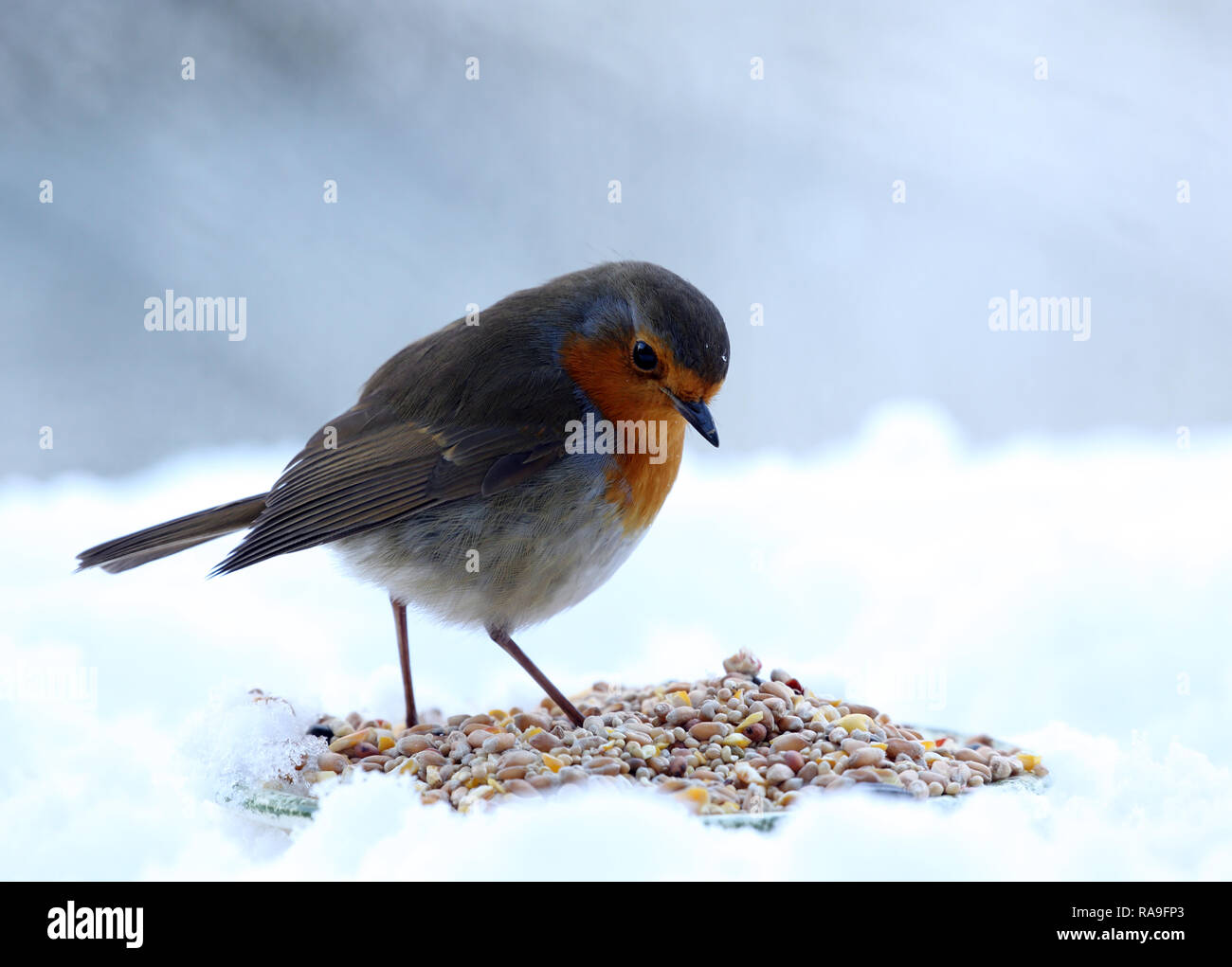Robin, Erithacus rubecula, feeding on seeds in the snow. Stock Photo