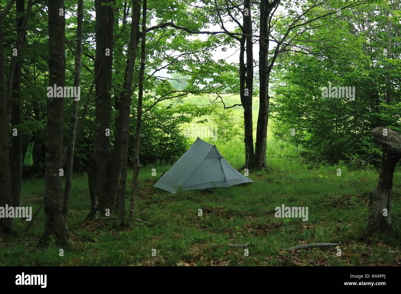Green colored camping tent in the forest Stock Photo - Alamy