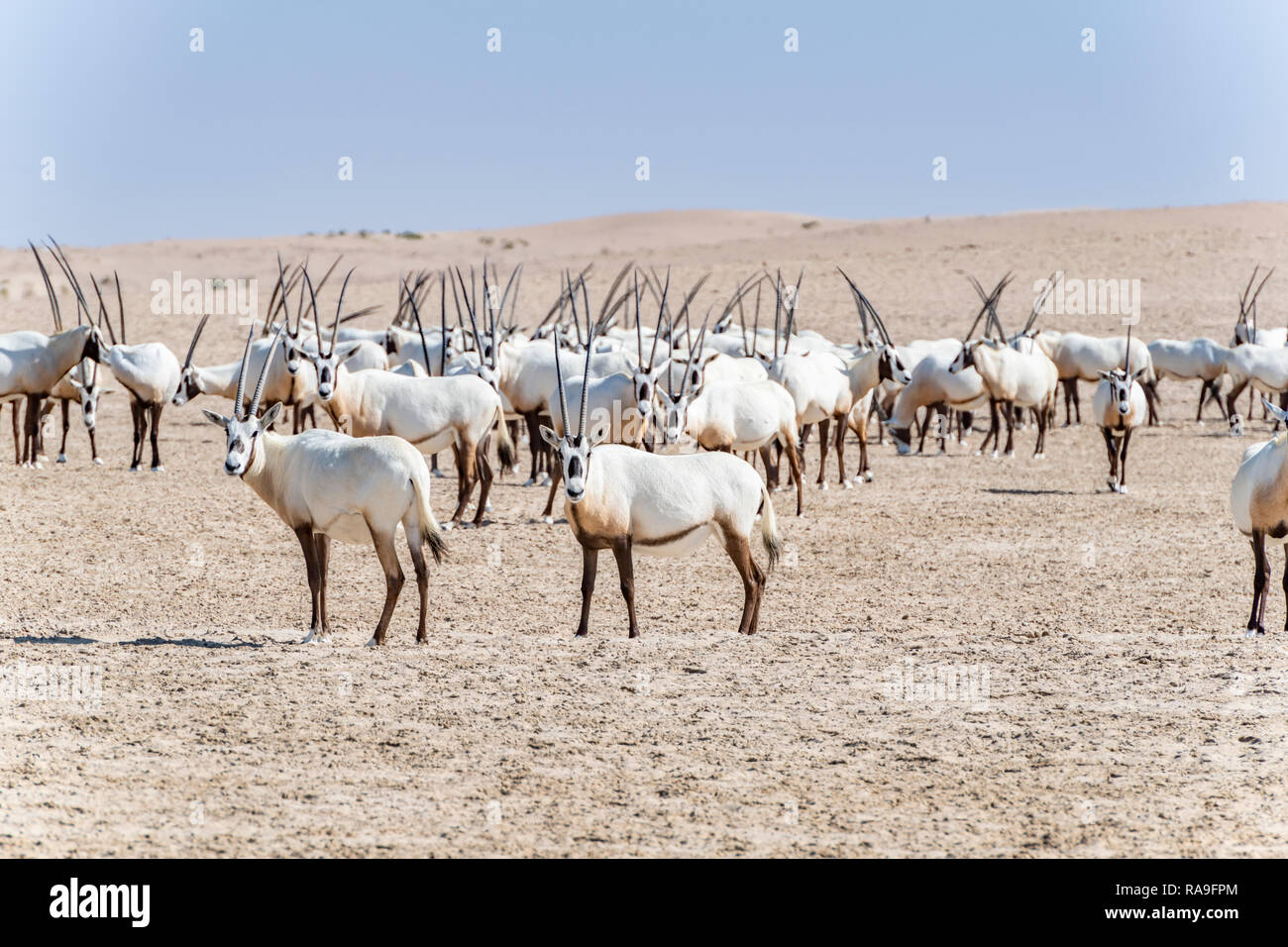 Arabian Oryx seen in the Desert Stock Photo