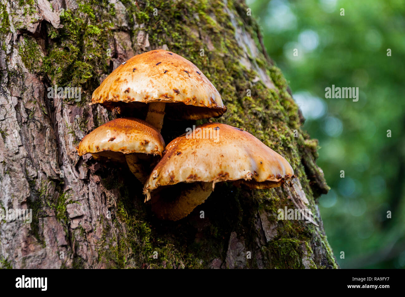 Mushrooms On The Bark Tree Growing From The Moss Stock Photo Alamy