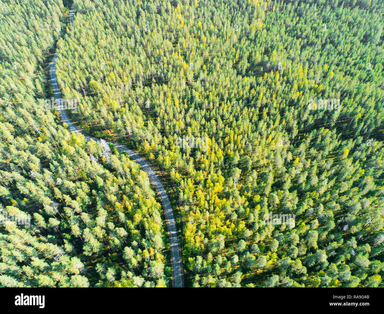 Aerial view of a country road in the forest with moving cars. Beautiful ...