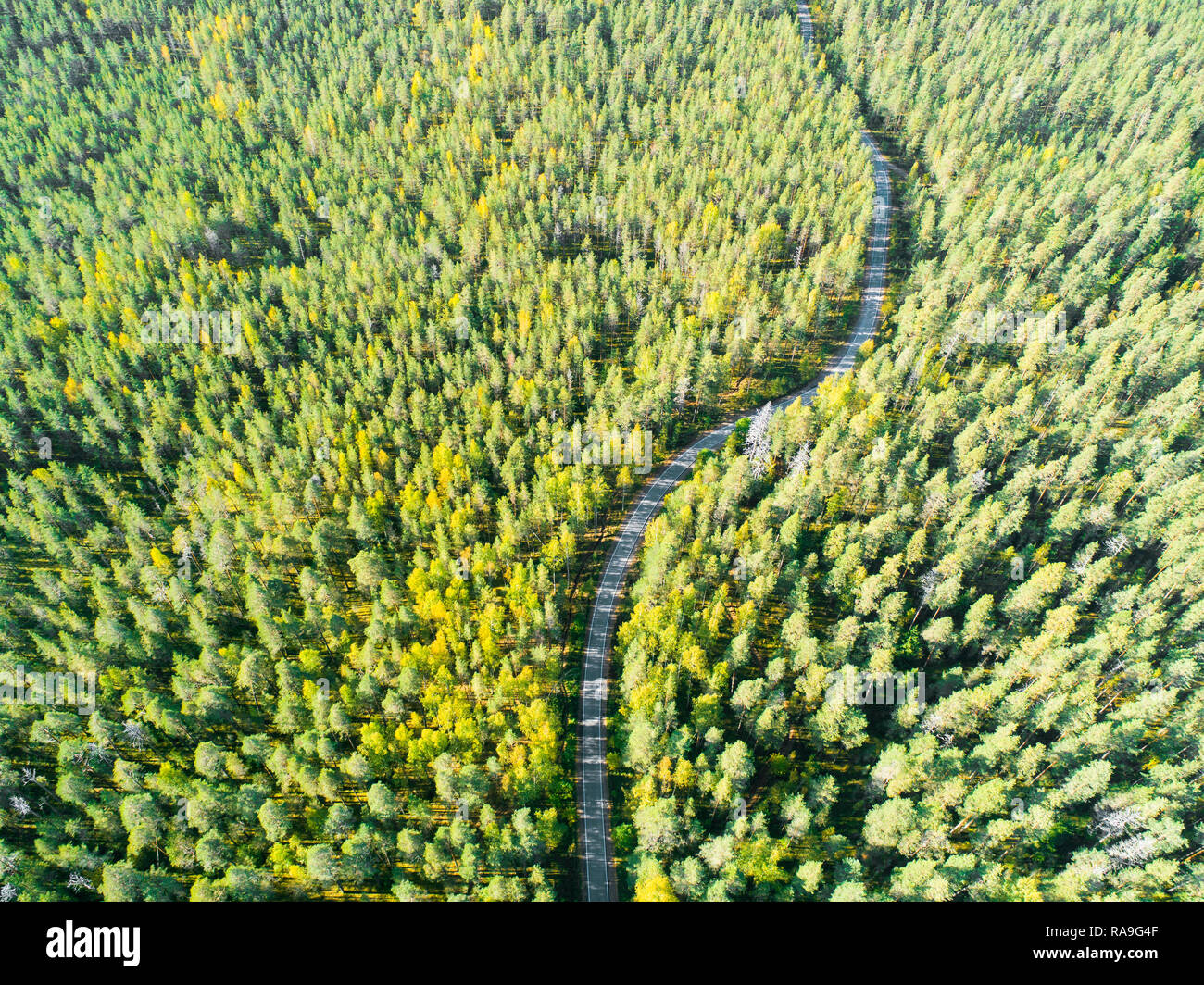 Aerial view of a country road in the forest with moving cars. Beautiful ...
