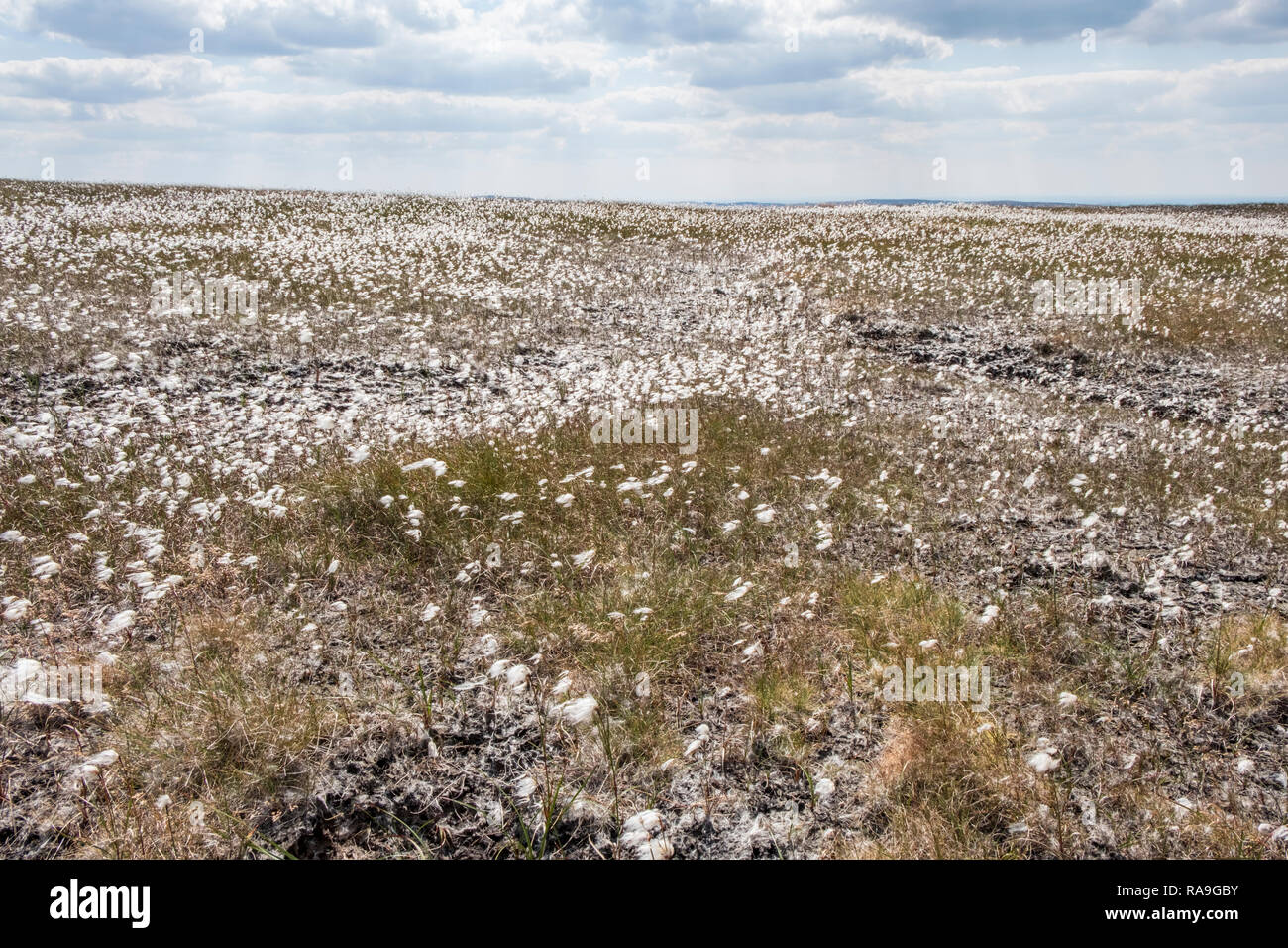 Moorland restoration. Cotton grass blowing in the wind on a recently restored moor at Brown Knoll, Derbyshire, Peak District, England, UK Stock Photo