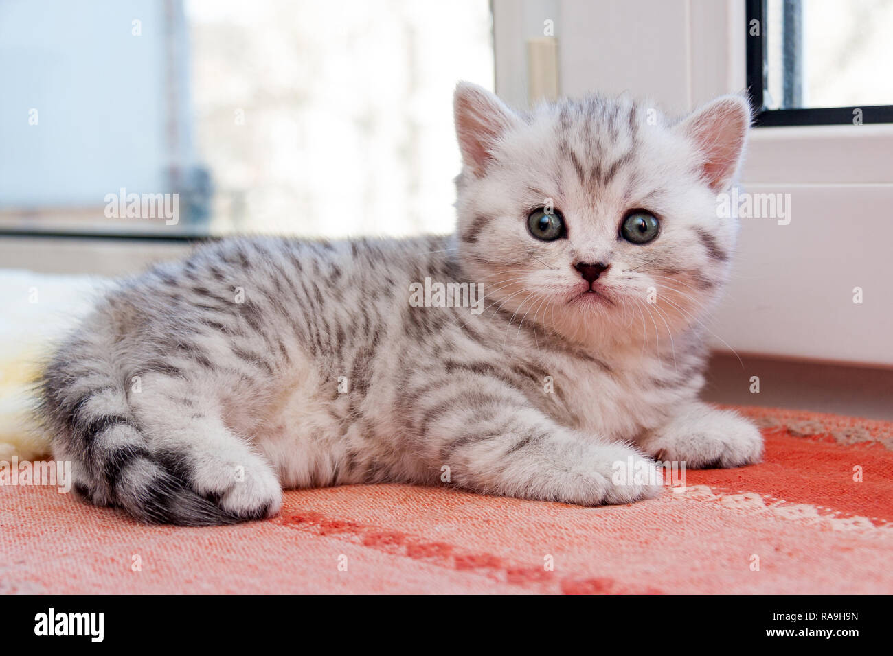 white striped British kitten lying 