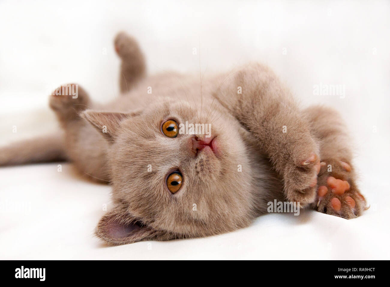 Cute Little Lilac British Cat With Orange Eyes Lies Upside Down On