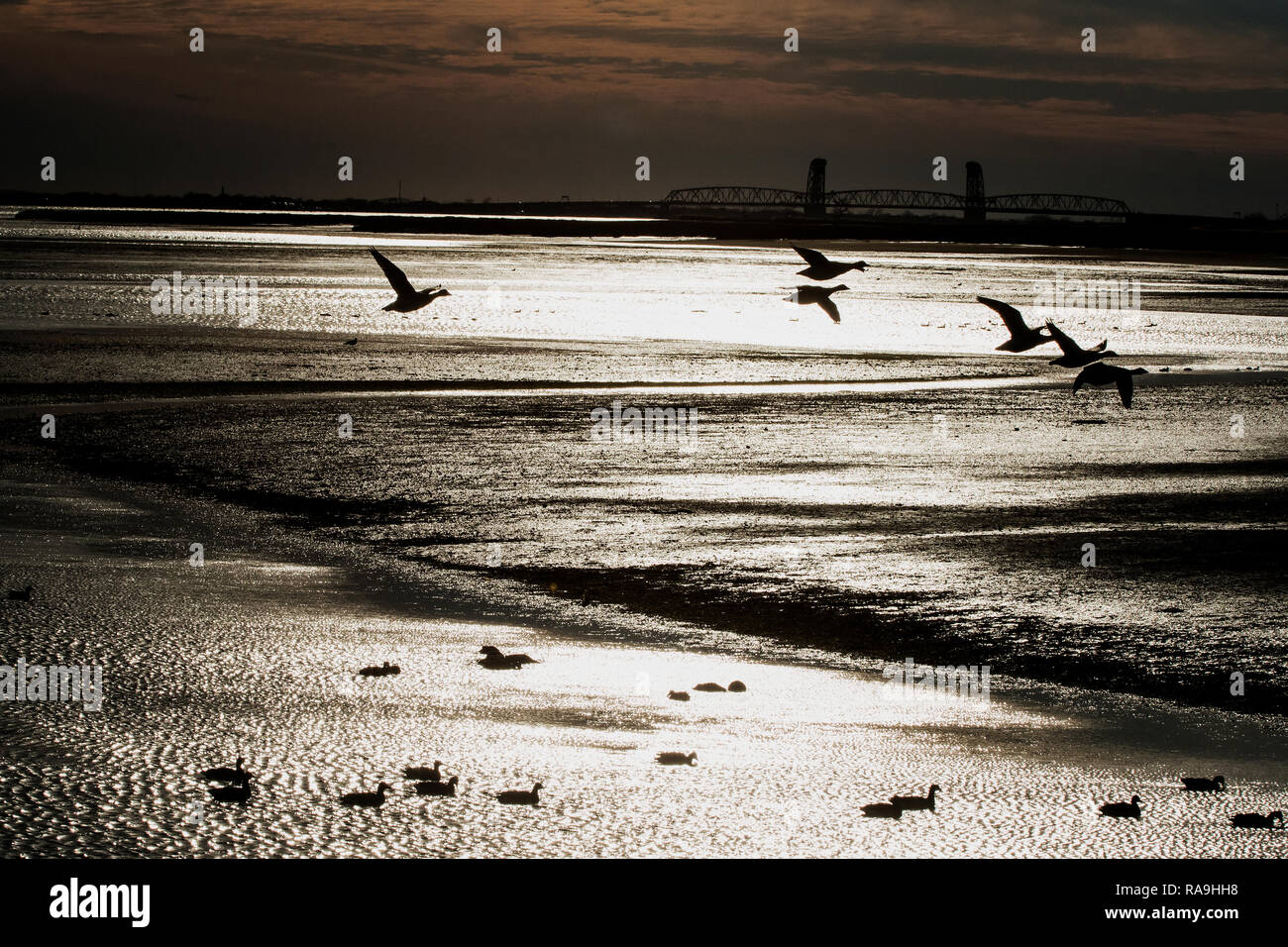 Moody scenics with waterfowl of Jamaica Bay Wildlife Refuge at low tide Stock Photo