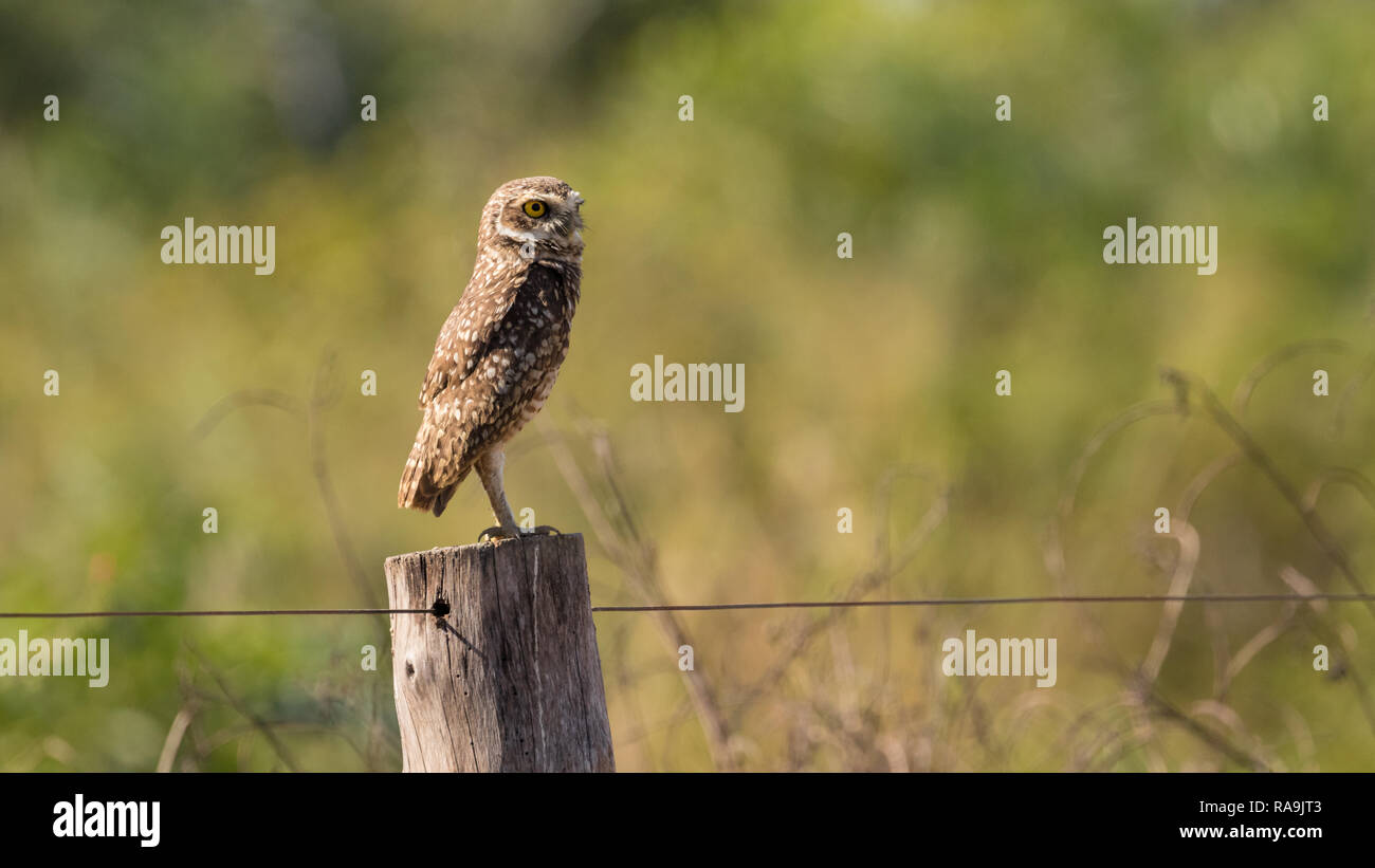 Burrowing owl in Tocantins, Brazil Stock Photo