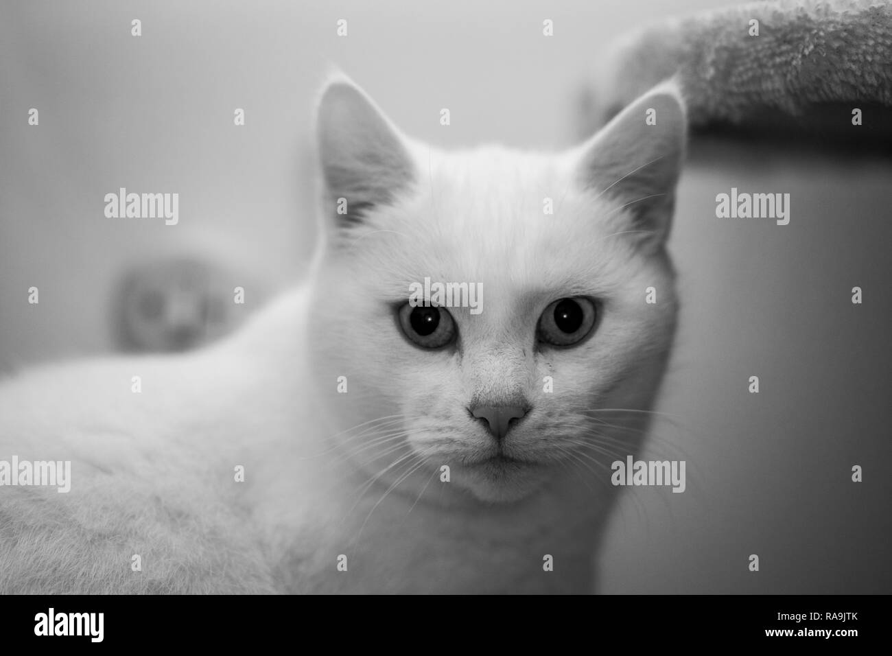 Black and White Cat Stock Photo Alamy