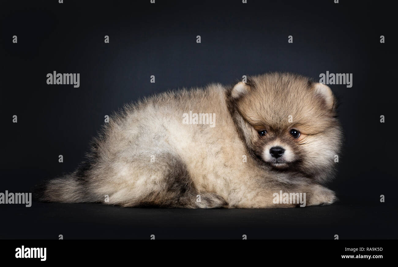 Cute Baby Pomeranian Puppy Laying Down Side Ways Looking Straight Beside Camera With Shiny Black Eyes Isolated On Black Background Stock Photo Alamy