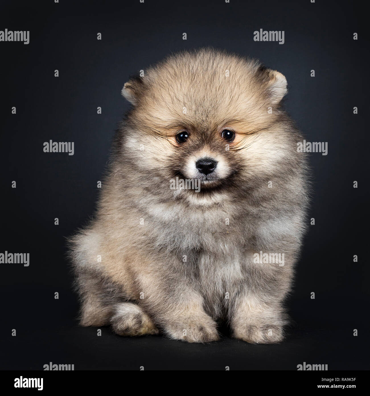 Cute baby Pomeranian puppy sitting facing front, looking straight ahead to  camera with shiny black eyes. Isolated on black background Stock Photo -  Alamy