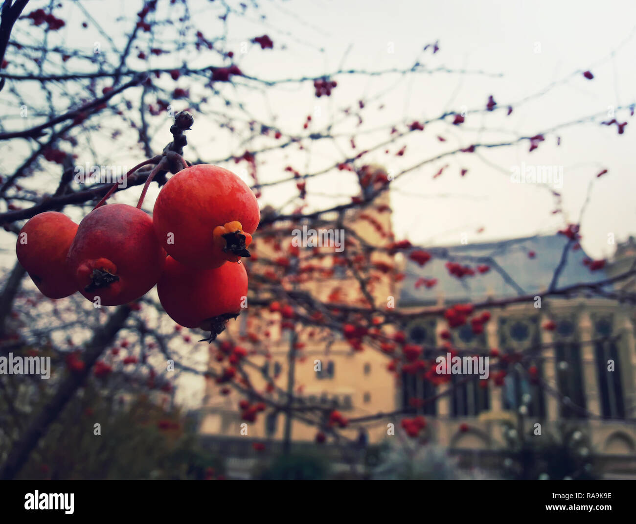 Holly bush red berries hi-res stock photography and images - Alamy