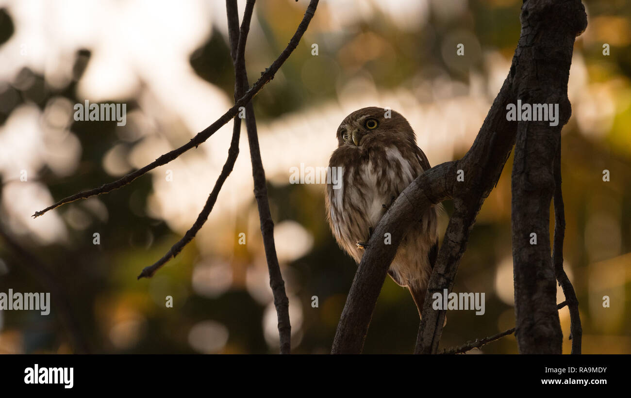 Ferruginous pygmy owl in Tocantins Stock Photo
