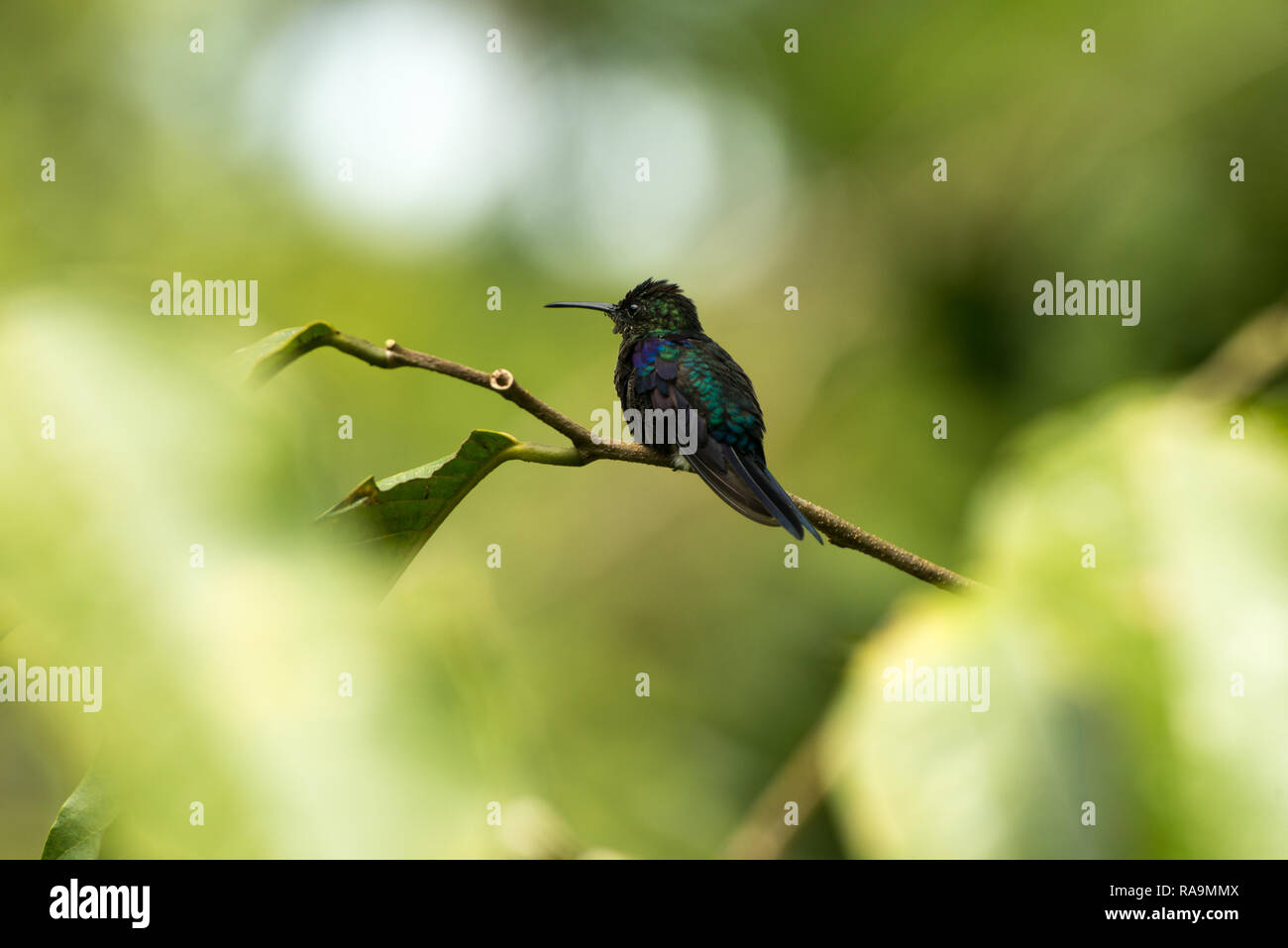 Birds of Costa Rica Stock Photo Alamy