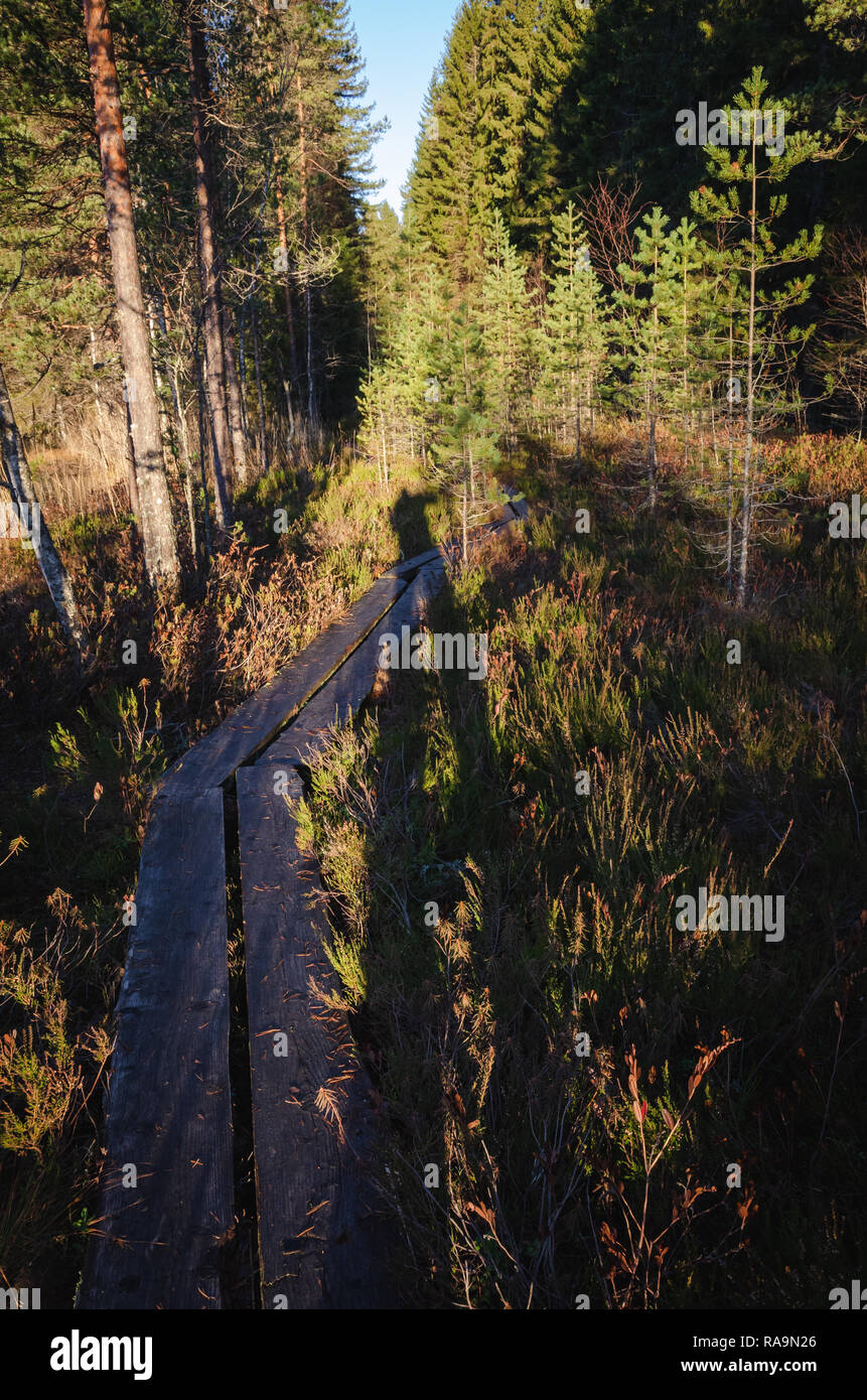 A streched shadow of a human being in a forest with autumnal colors and a duckboard Stock Photo