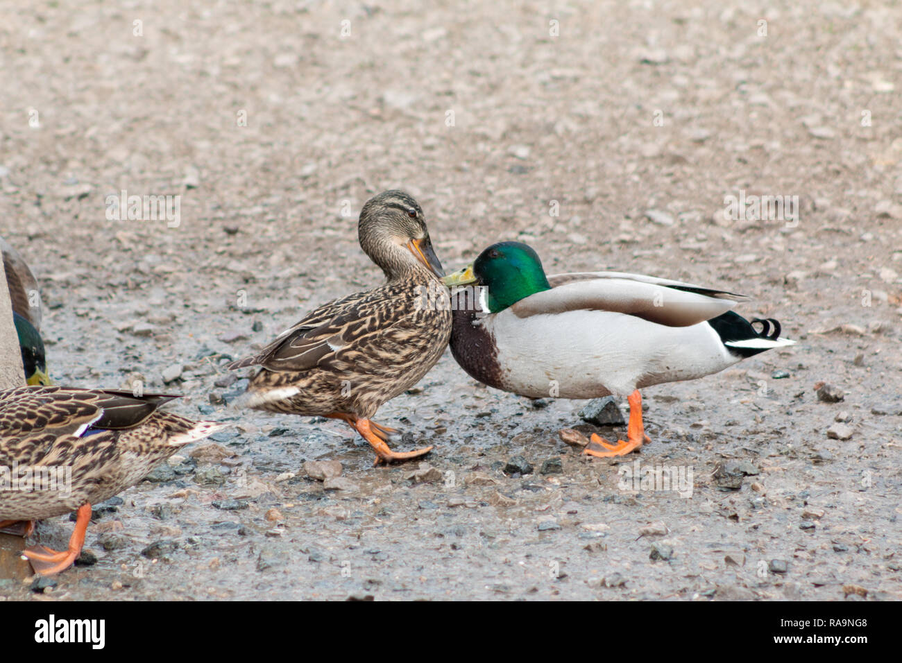 A male and female mallard duck engaging in a fight for dominance Stock Photo