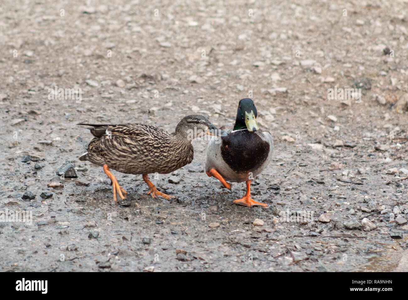 A male and female mallard duck engaging in a fight for dominance Stock Photo