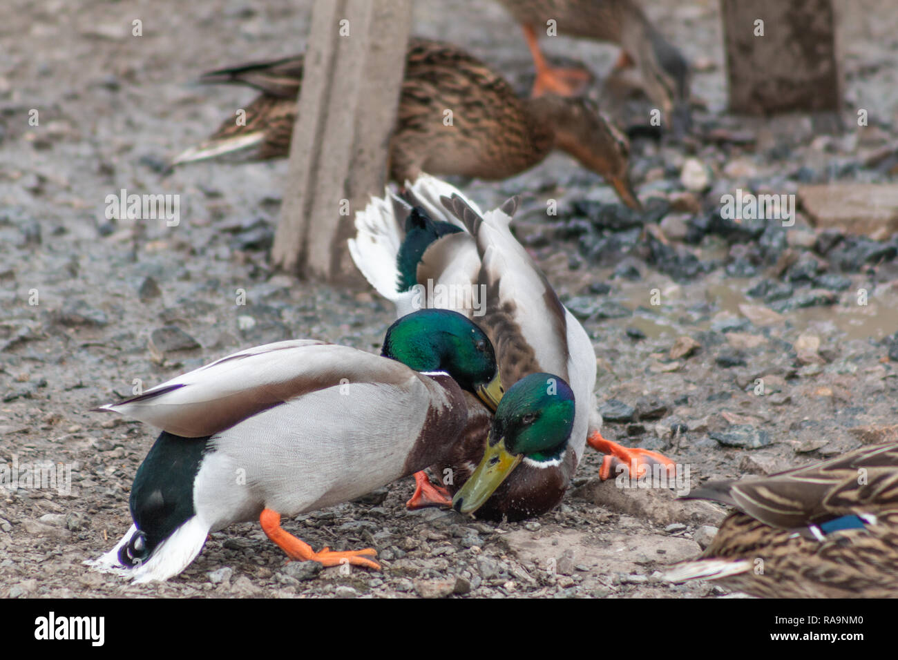 Two male mallard ducks fighting during the breeding season. Stock Photo