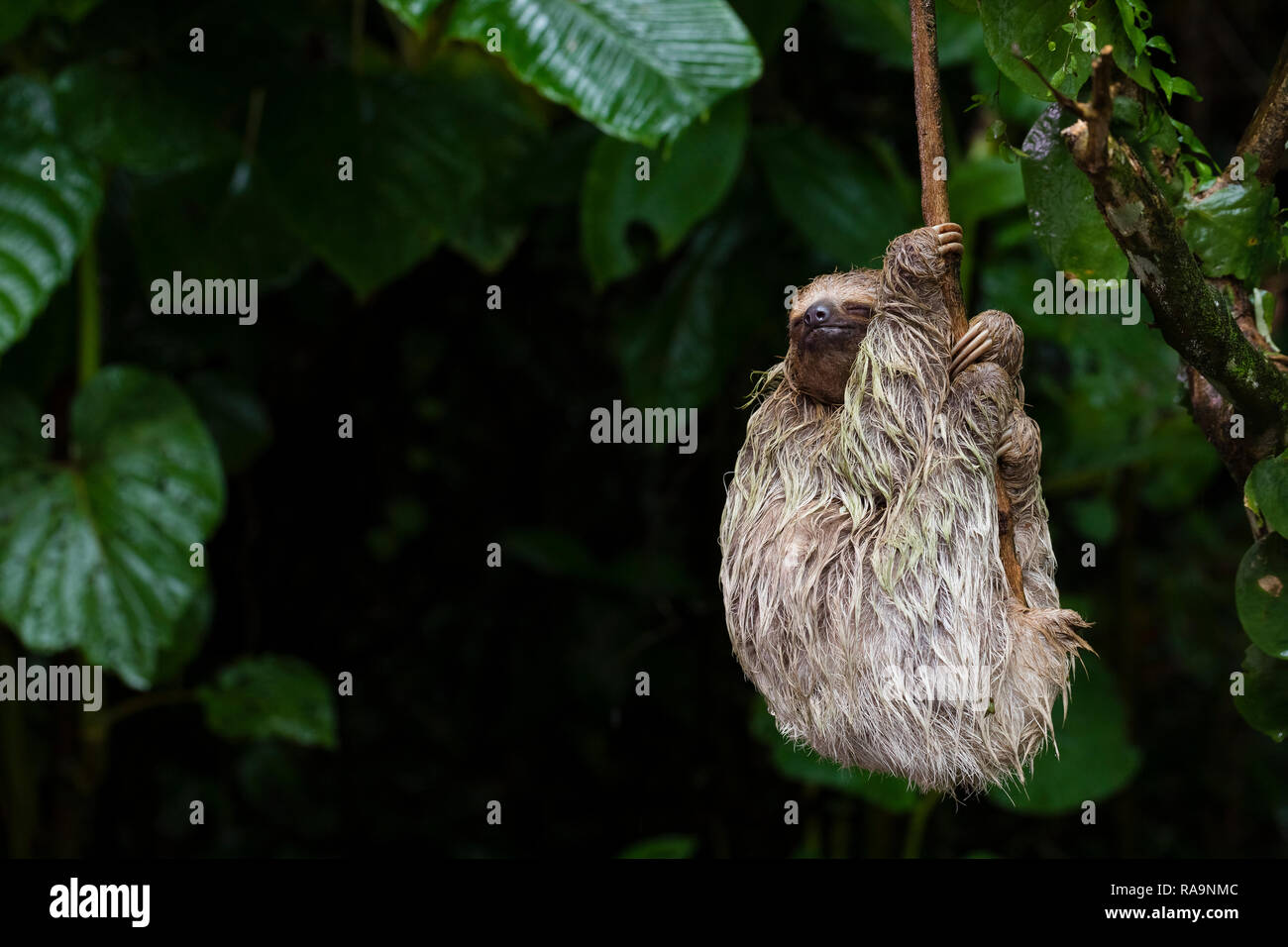 Three-toed sloth in Costa Rica Stock Photo