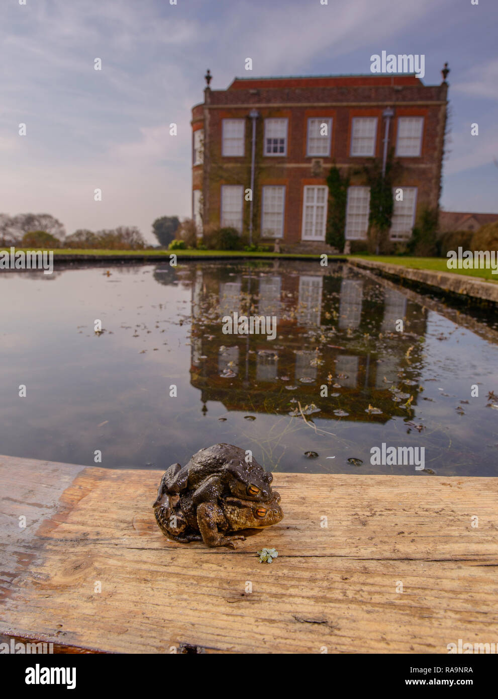 A pair of toads in an embrace next to a pond at the West Sussex tourist attraction Hinton Ampner. Stock Photo
