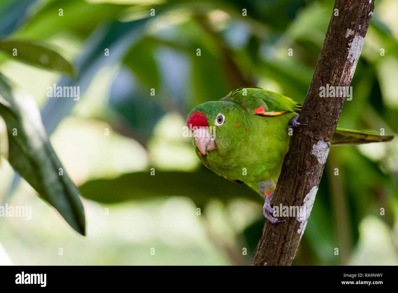 red-fronted parrot in Costa Rica Stock Photo
