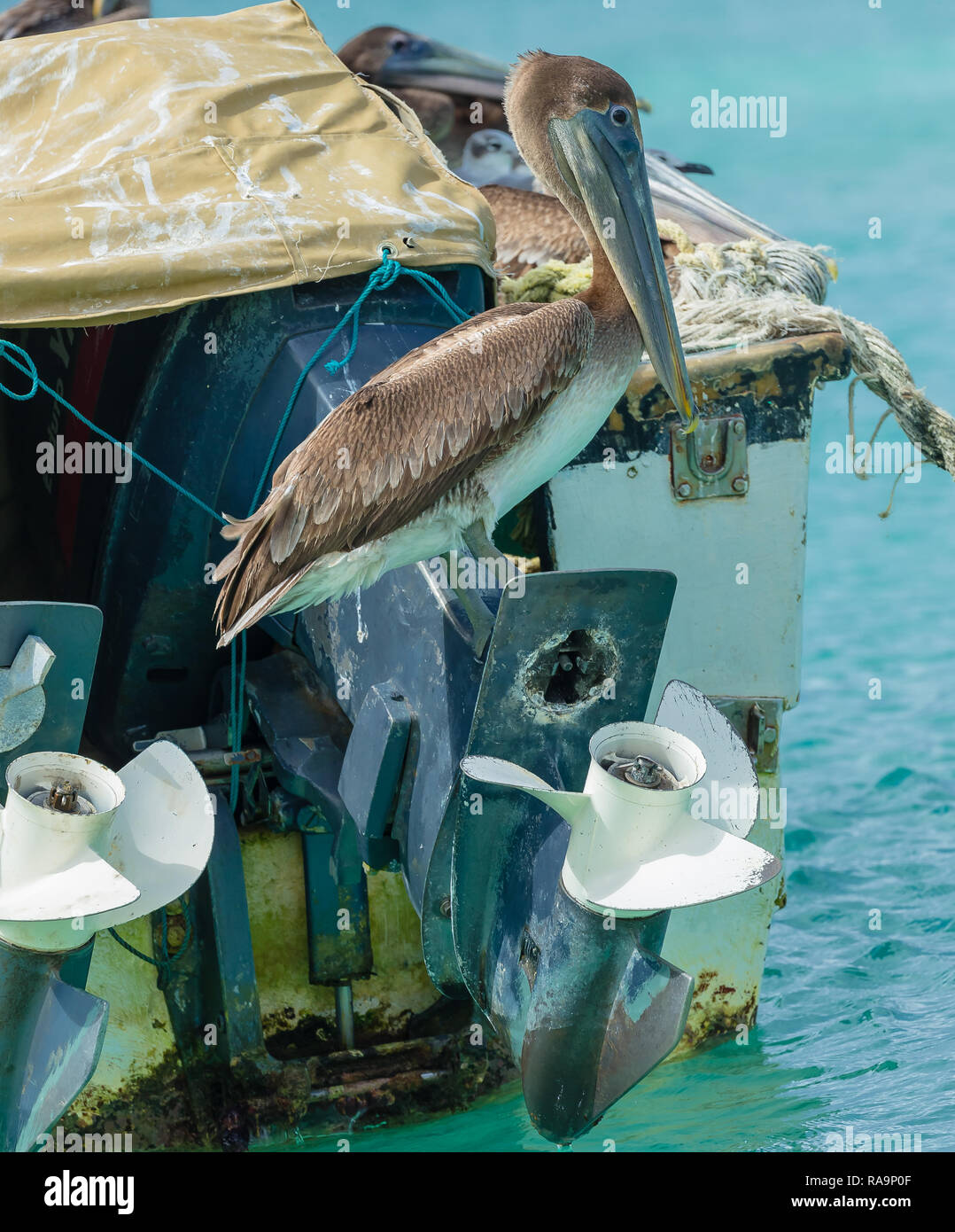 Pelican and birds on the fishing boat … – License image – 71146939 ❘  lookphotos