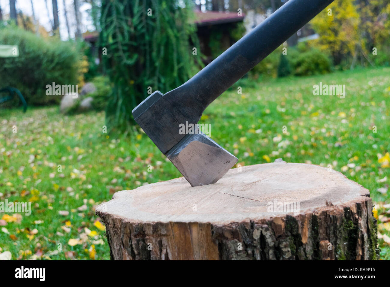 Axe in stump. Axe ready for cutting timber.Woodworking tool. Lumberjack