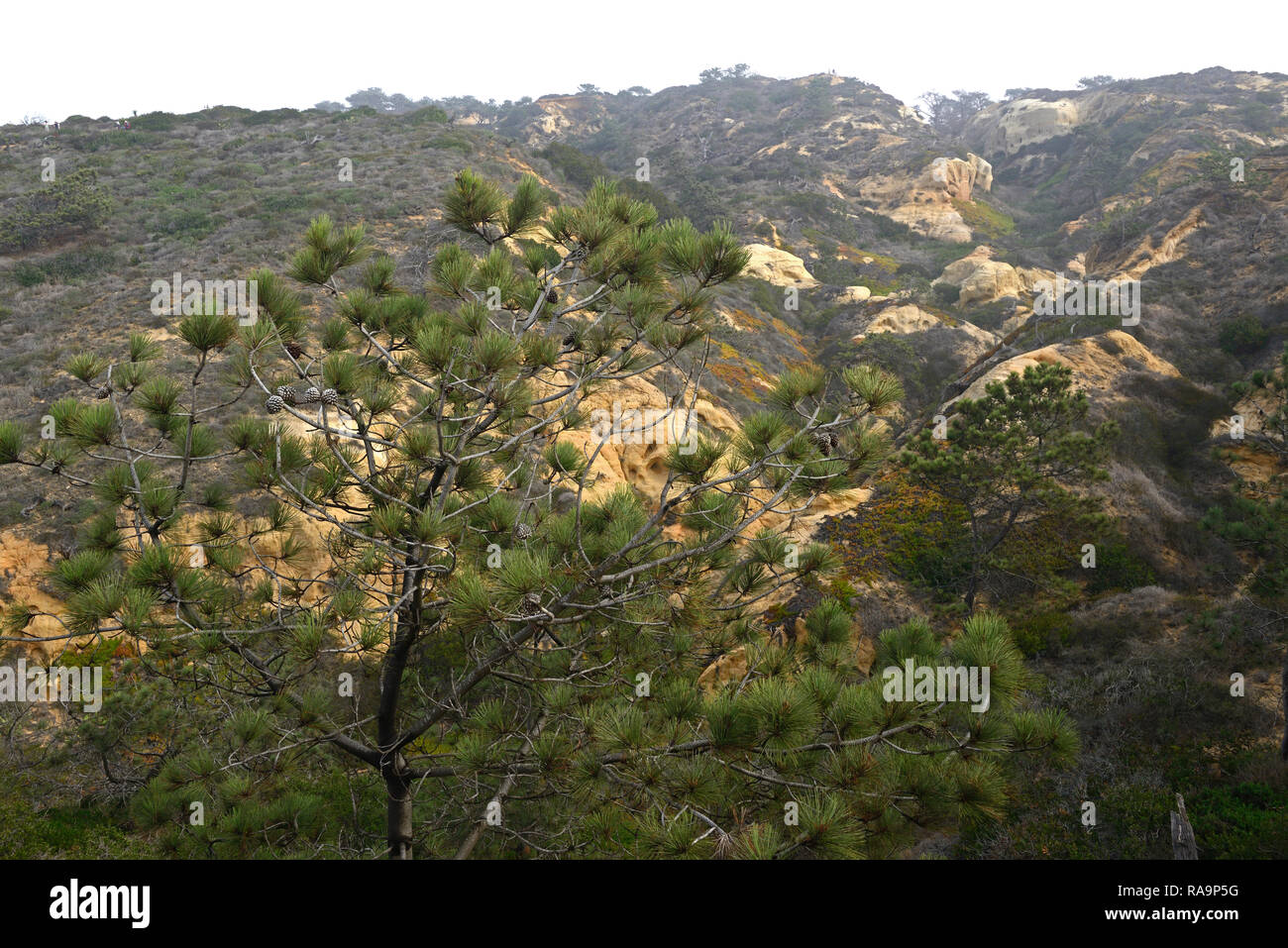 Torrey Pines State Reserve,La Jolla, California,RM USA Stock Photo