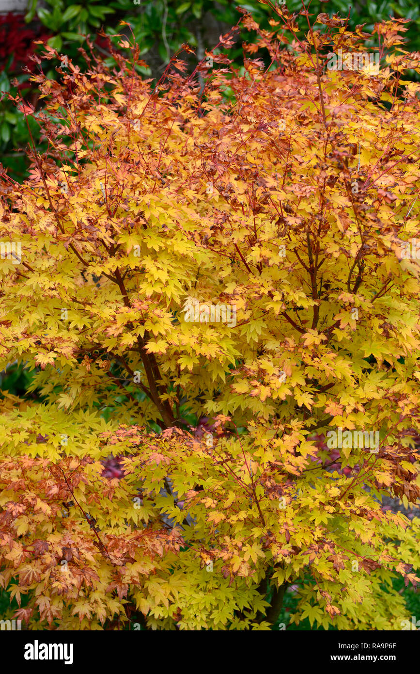 acer palmatum orange dream,acers,yellow,orange,leaves,foliage,autumn,autumnal,fall,ornamental,tree,trees,garden,RM Floral Stock Photo