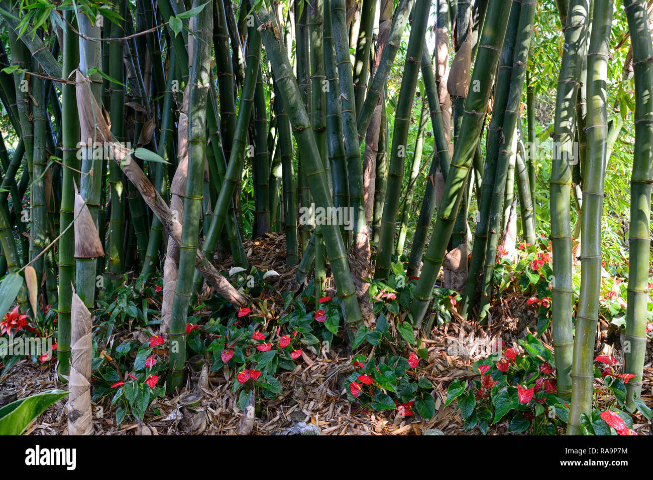 Bamboo canes tropical garden hi-res stock photography and images