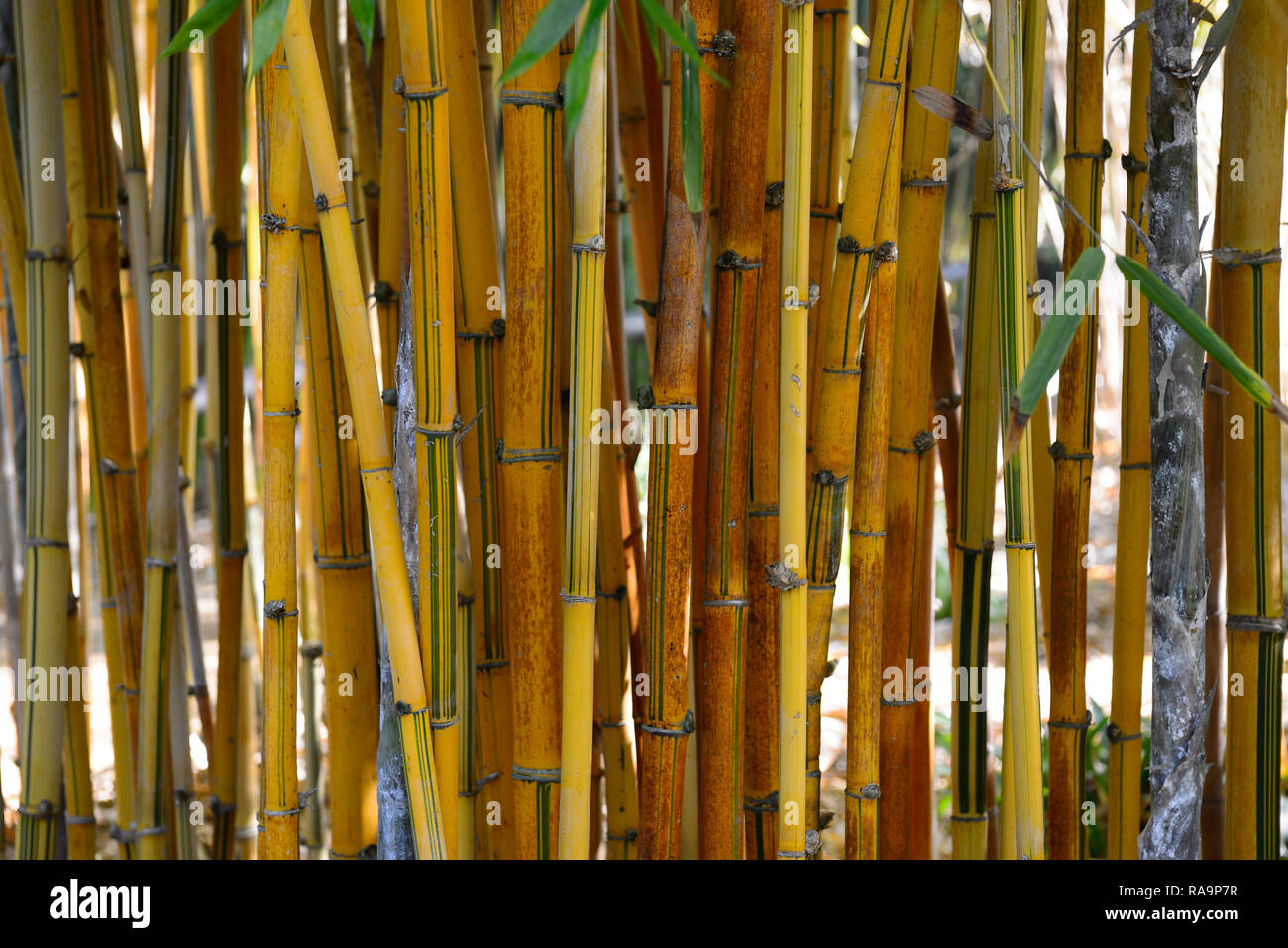 Green stripe bamboo hires stock photography and images Alamy