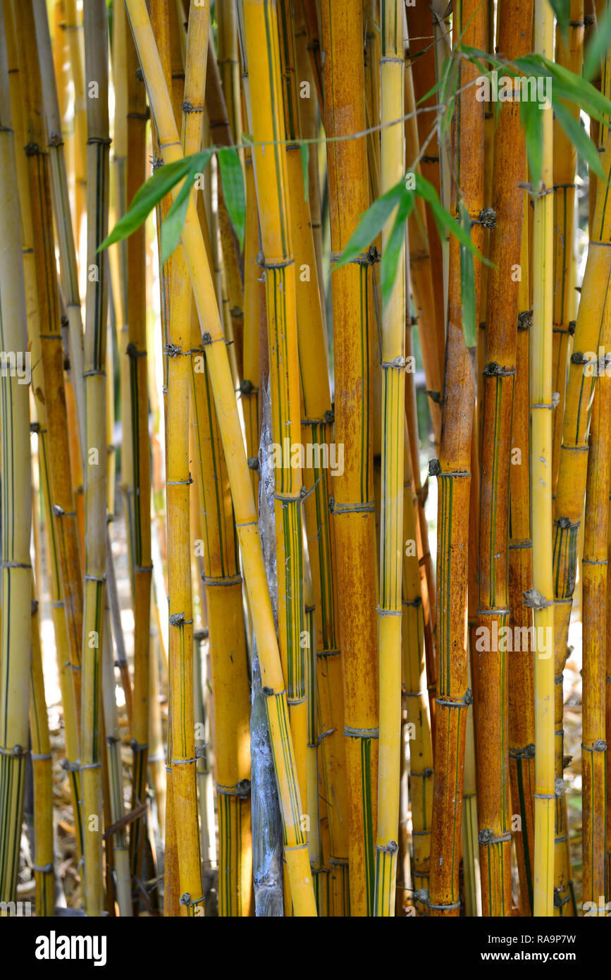 Bambusa dolichoclada stripe,striped blowpipe bamboo,bamboo stripe,culm,culms,yellow,green,stripe,striped,bamboos,tropical,garden,gardens,RM Floral Stock Photo