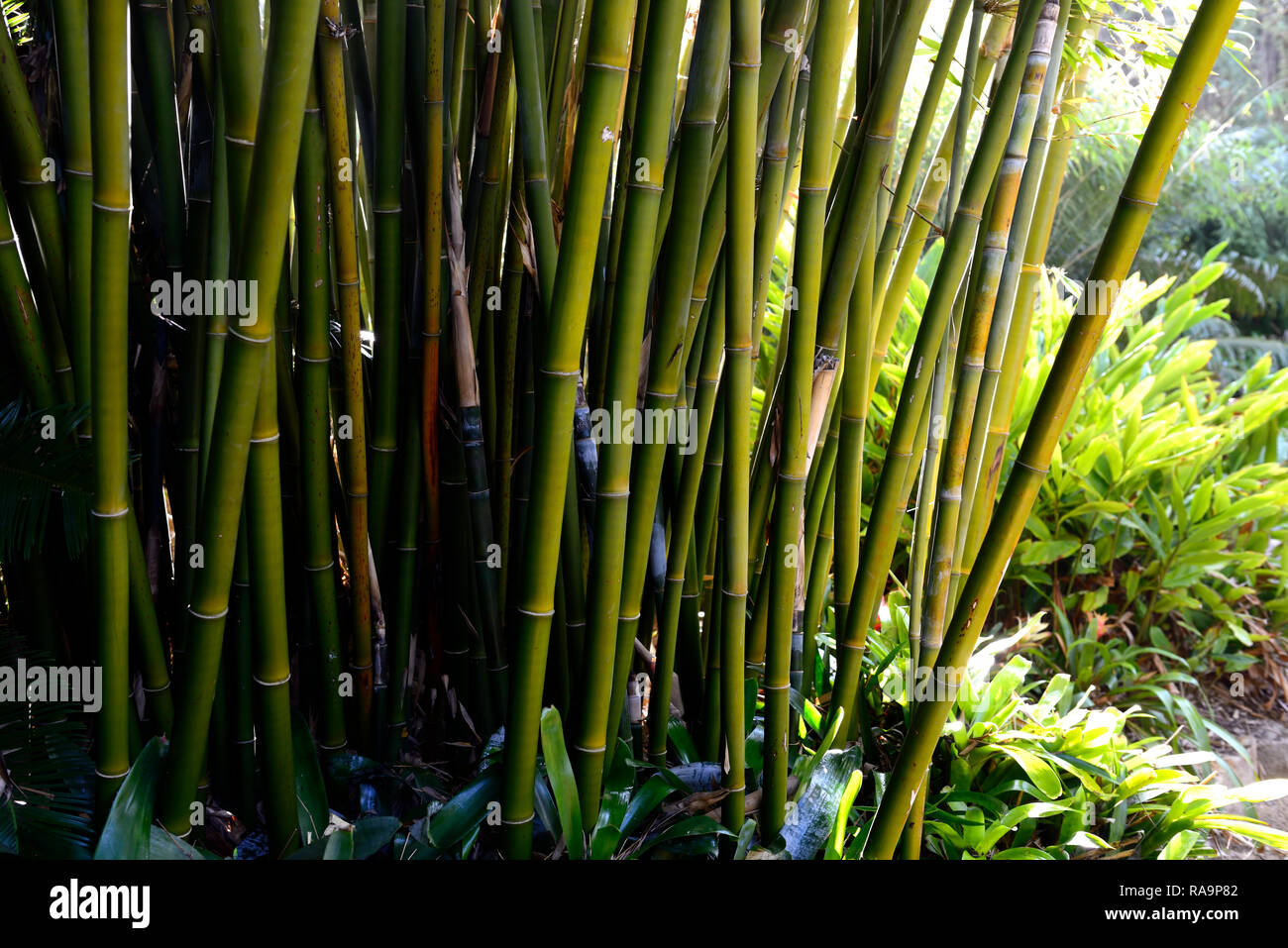 Green stems of bamboo forest. Arashiyama, Kyoto, Japan Stock Photo